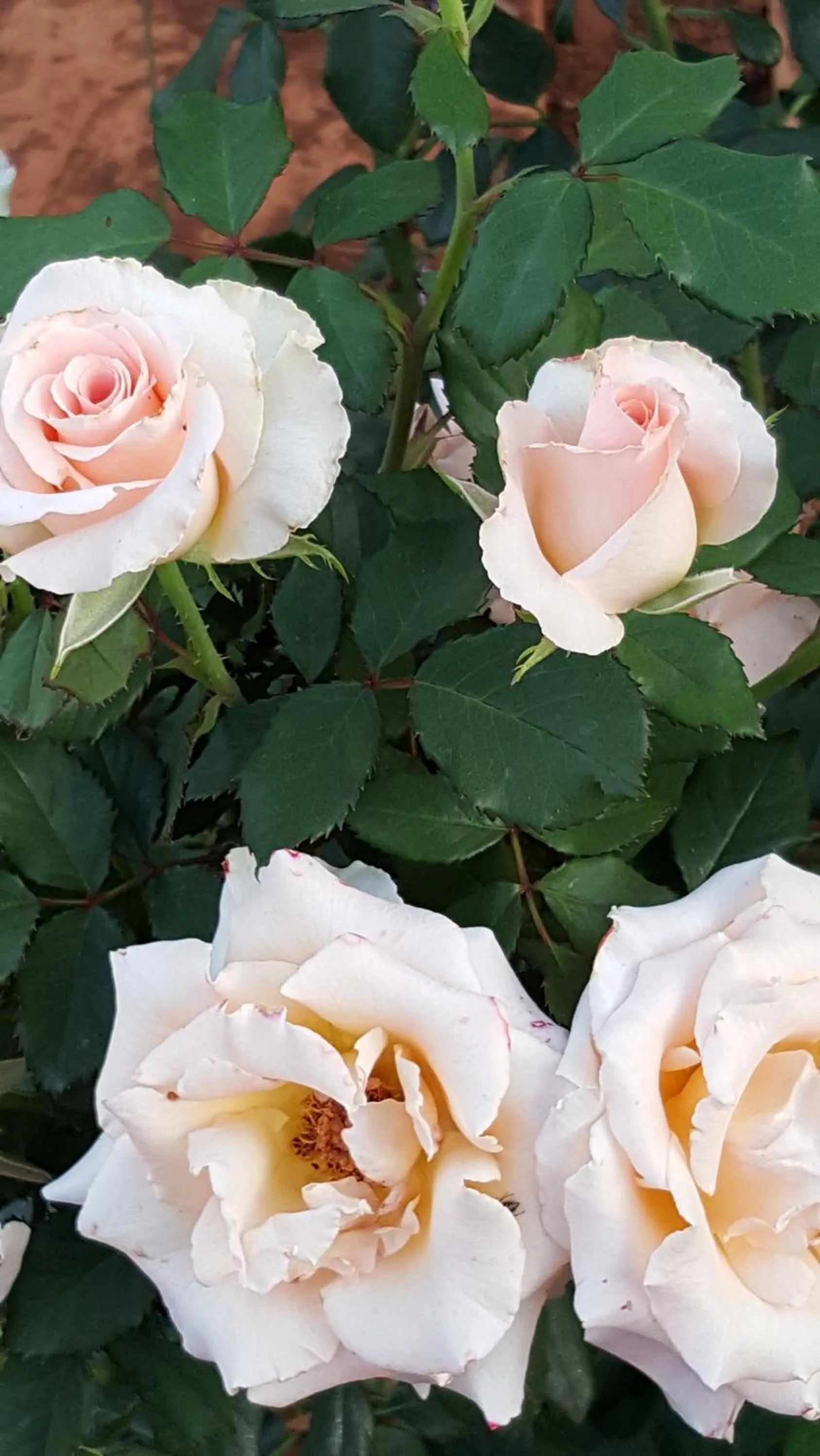 Garden in African Silhouette Guesthouse