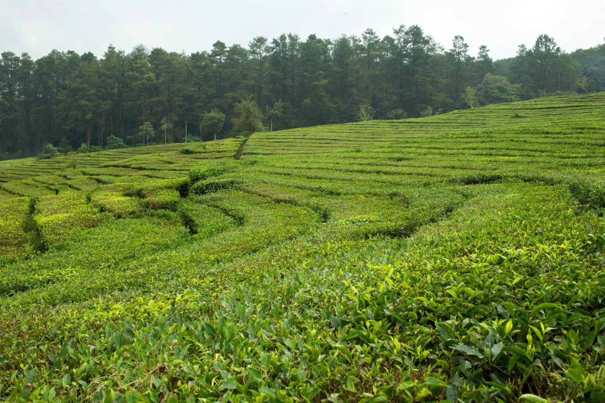 Nearby landmark in Crowne Plaza Bandung by IHG