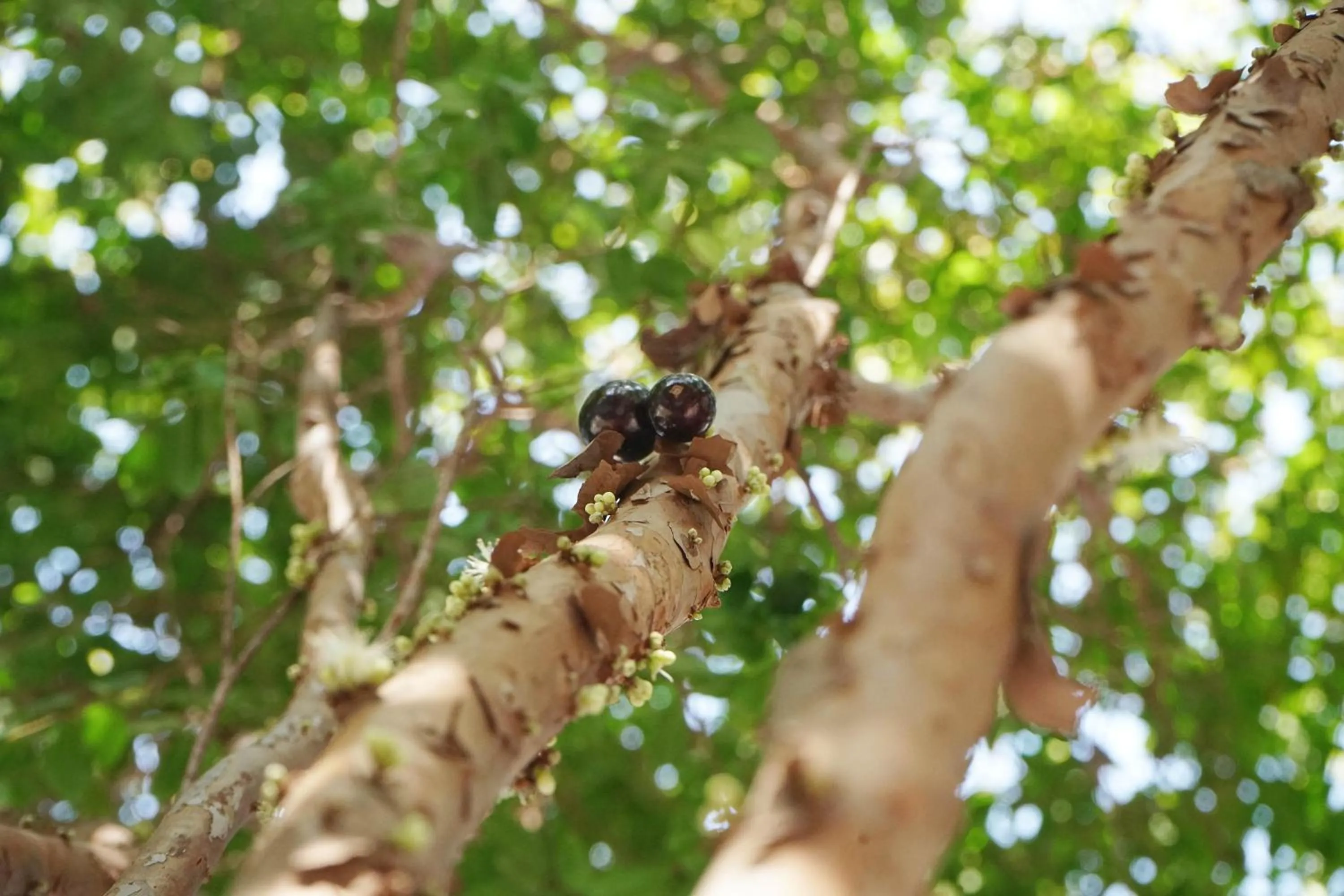 Spring in LeeManorHotle