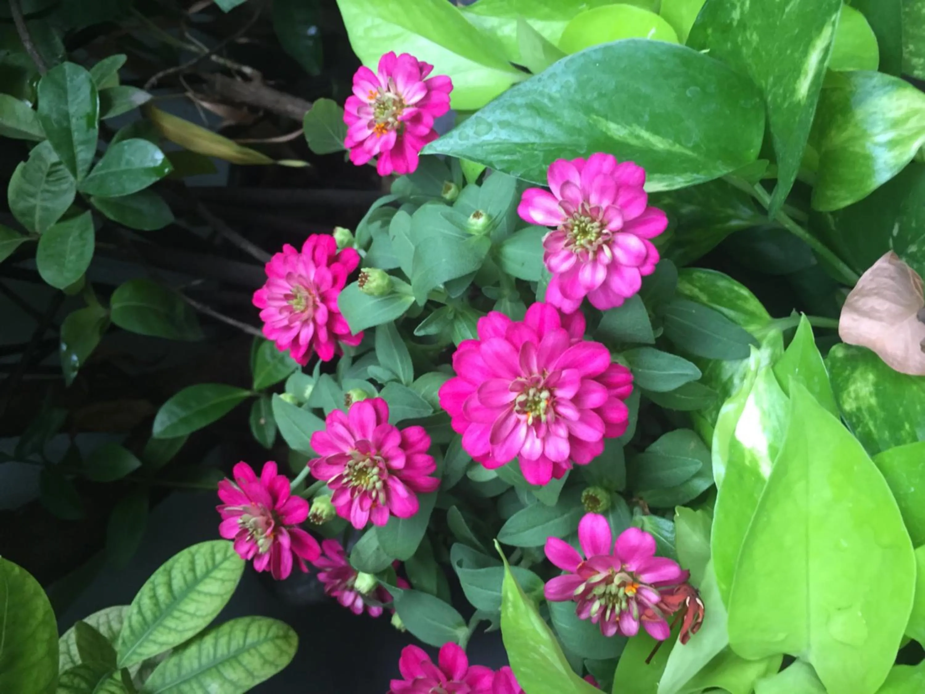 Garden in Shanti Lodge