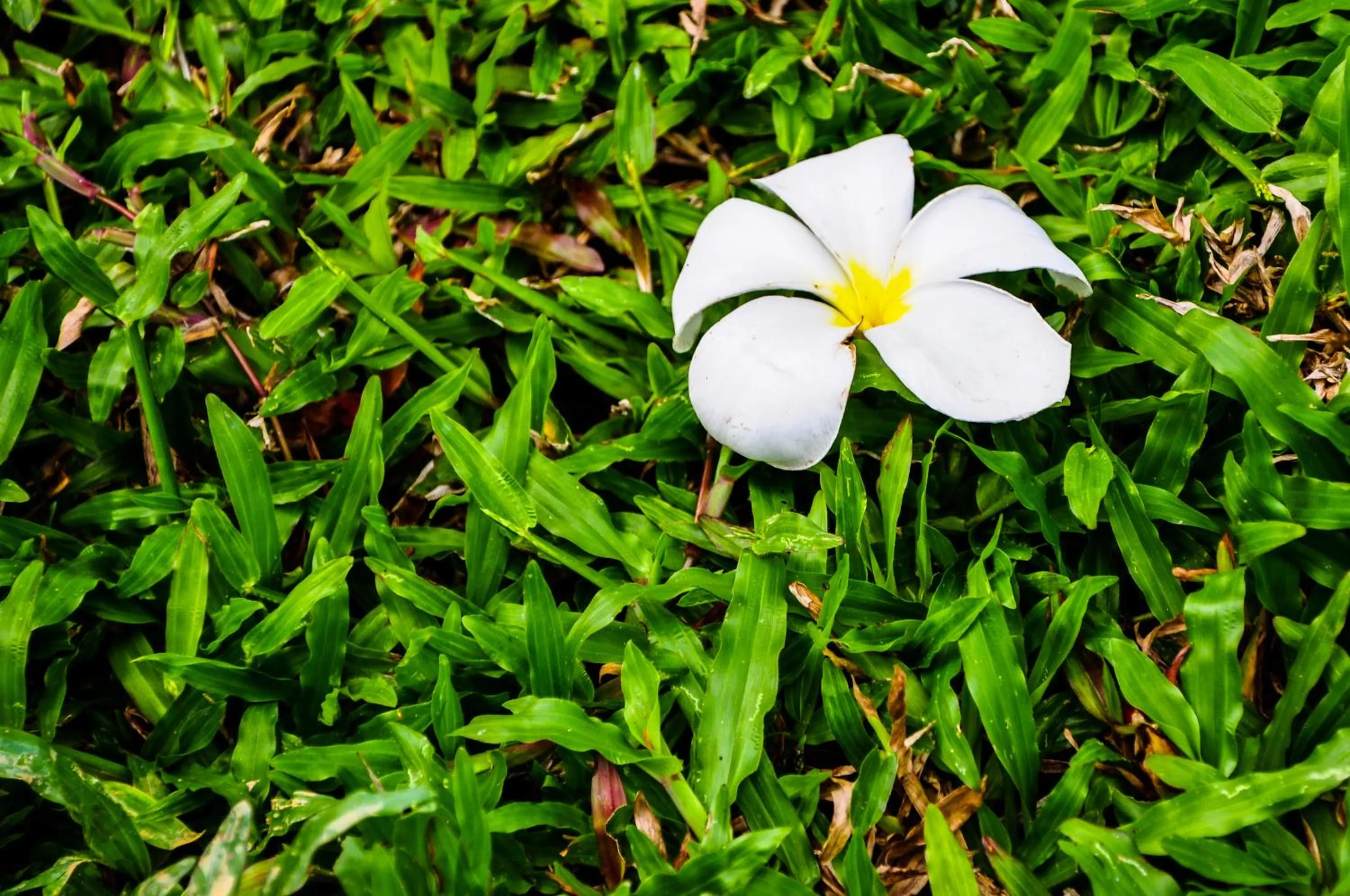 Other in Chomphu Resort