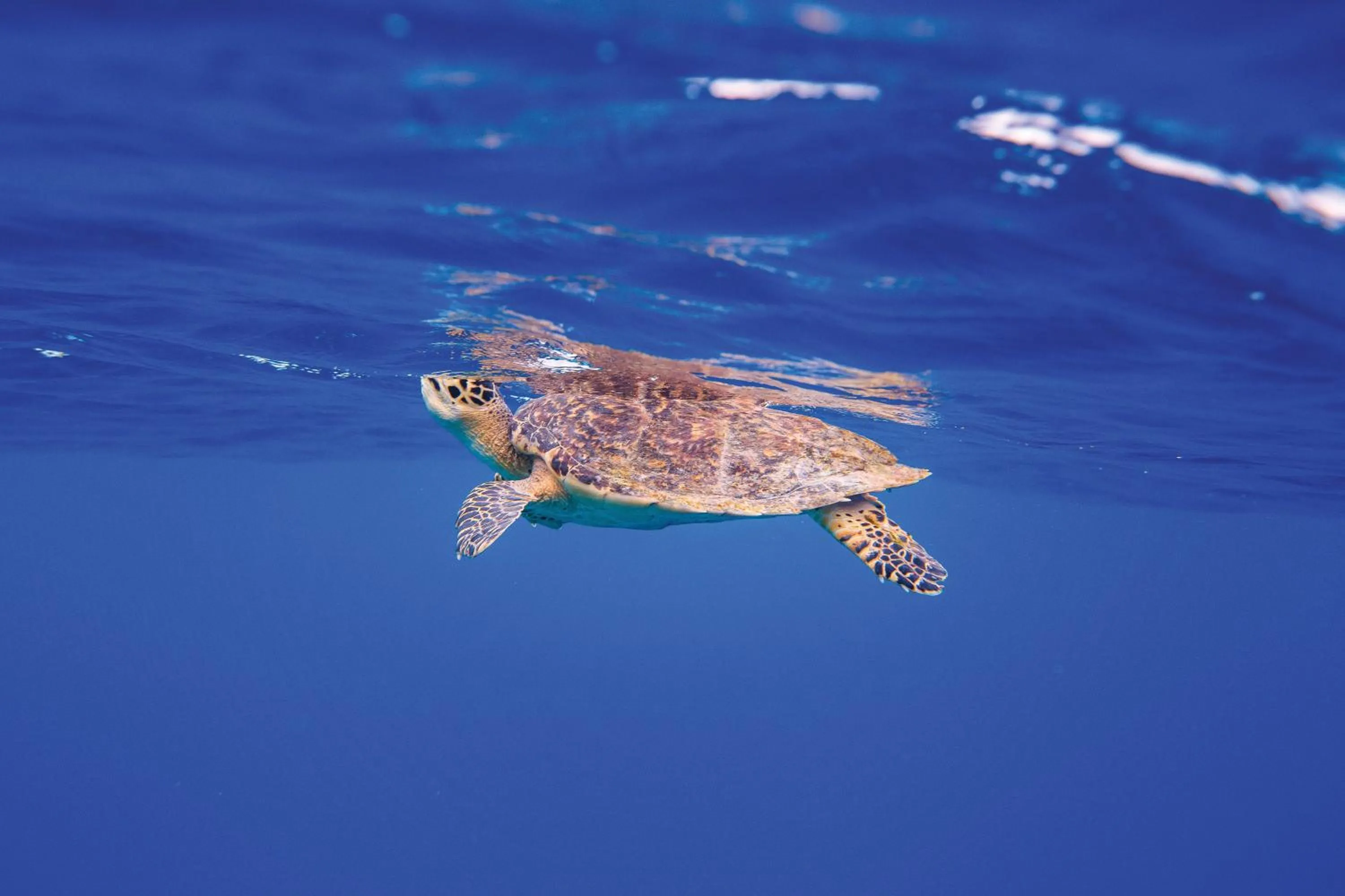 Activities in OBLU NATURE Helengeli-All-Inclusive with free Transfers