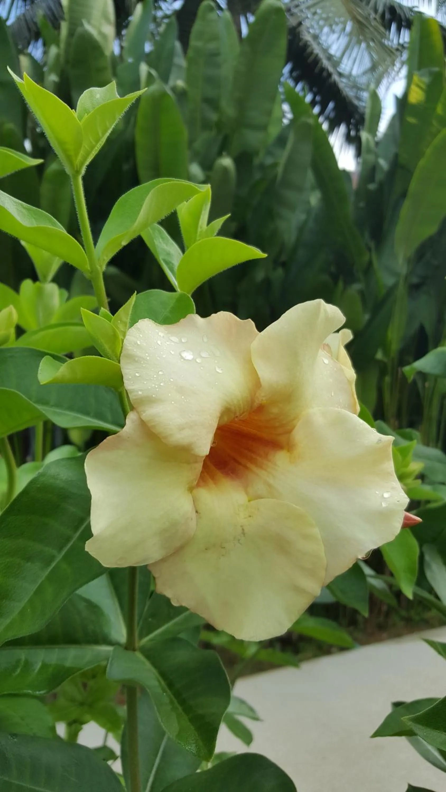 Other in Khao Sok Royal Bamboo Lodges - SHA Certified