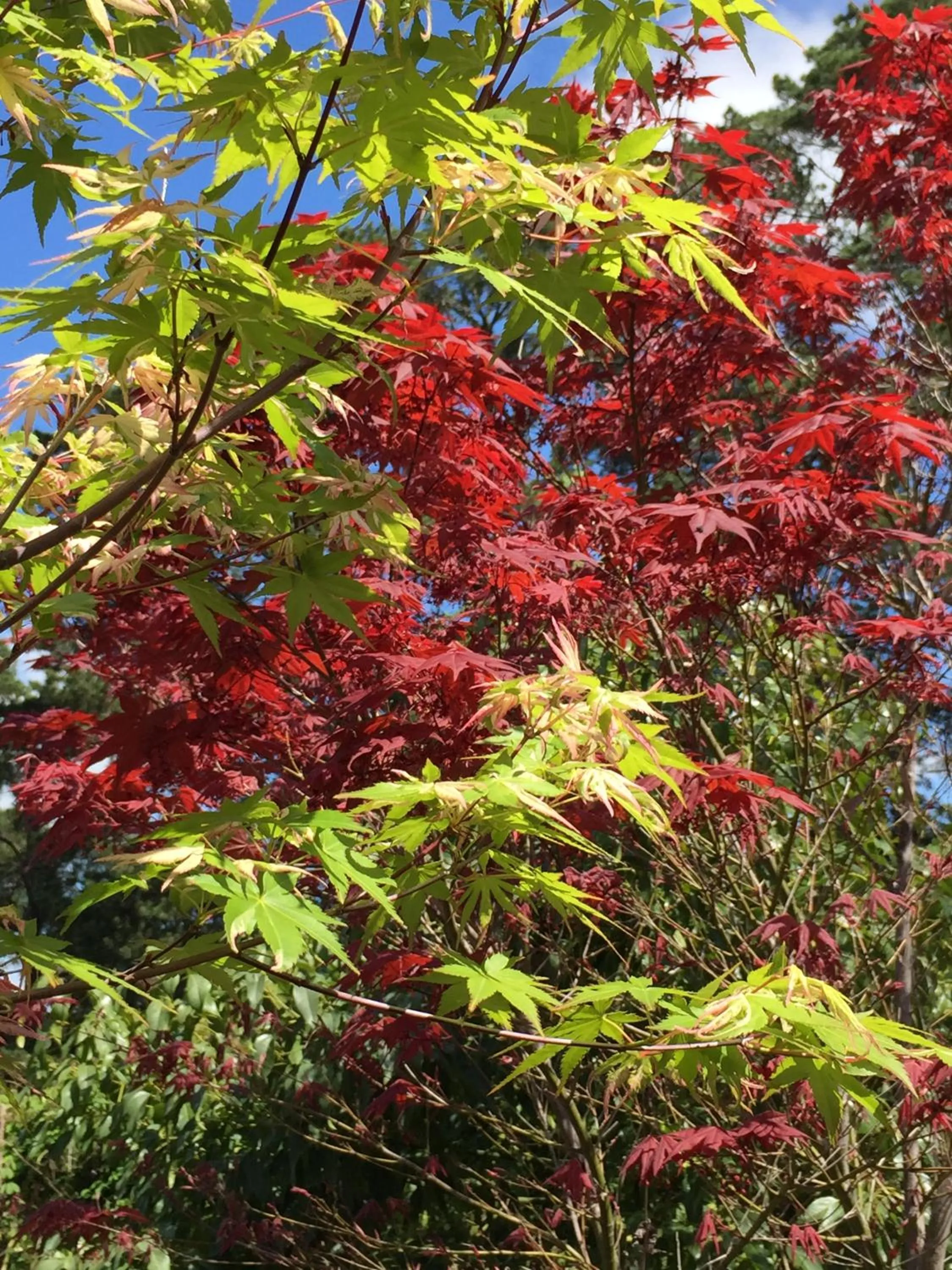Property building in The Studio - Yarra Valley