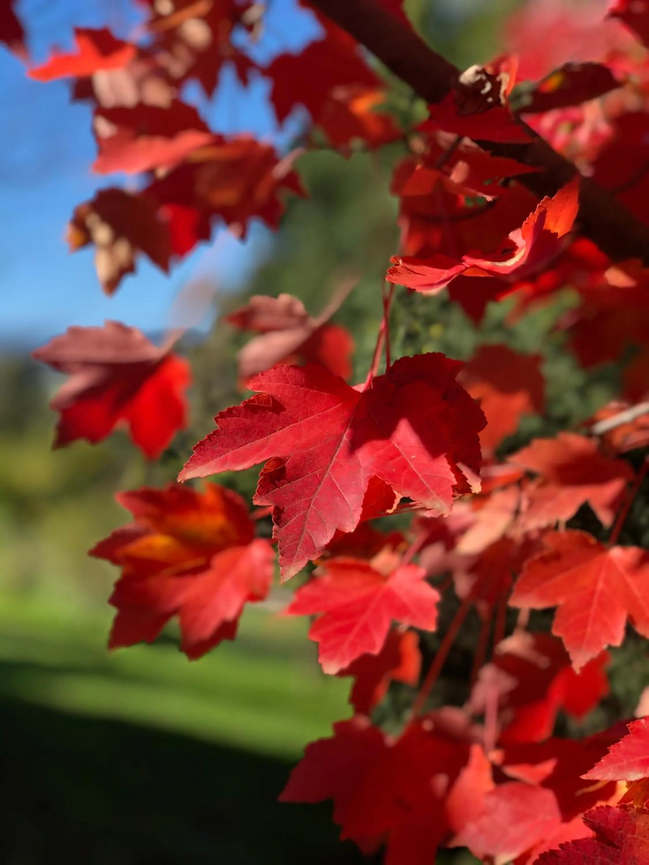 Garden in The Studio - Yarra Valley