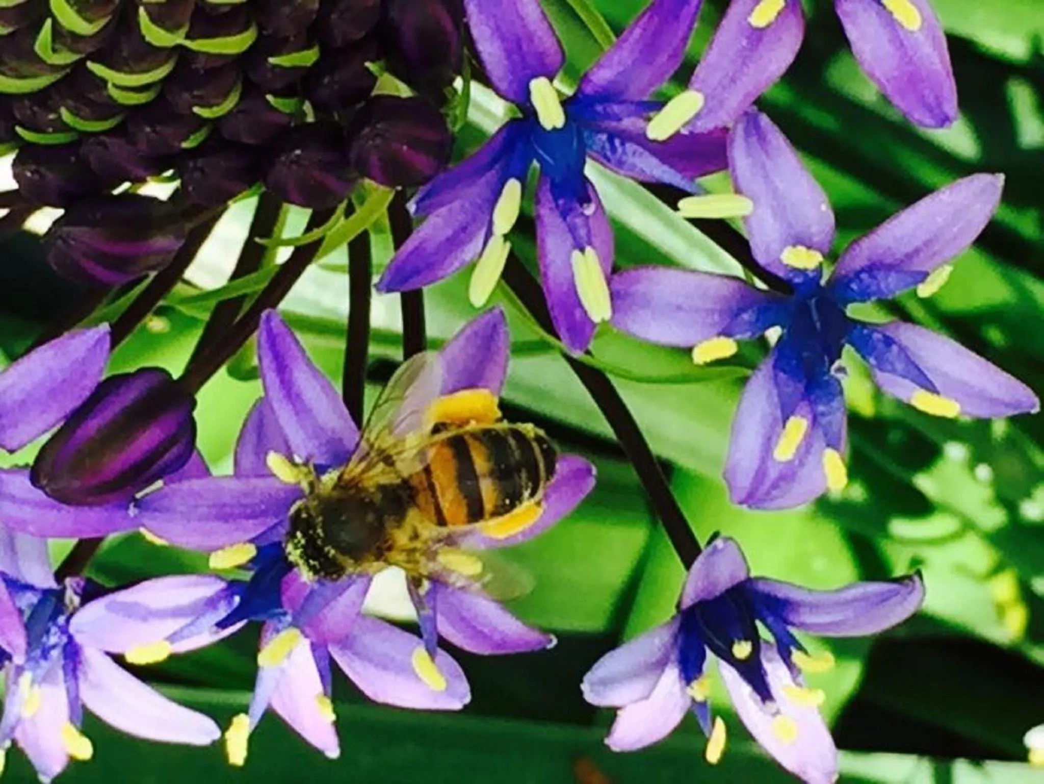 Garden in The Studio - Yarra Valley