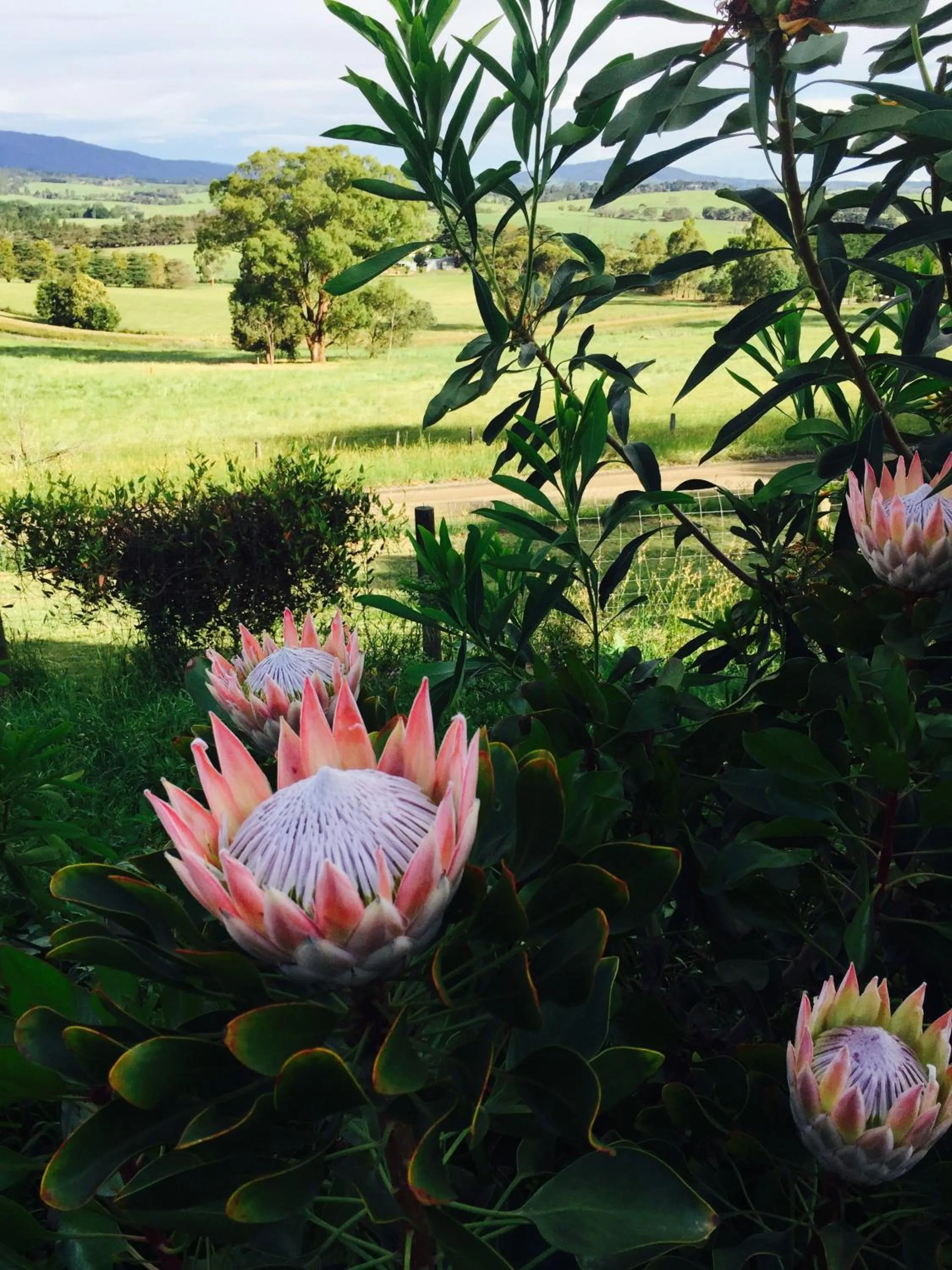 Garden in The Studio - Yarra Valley
