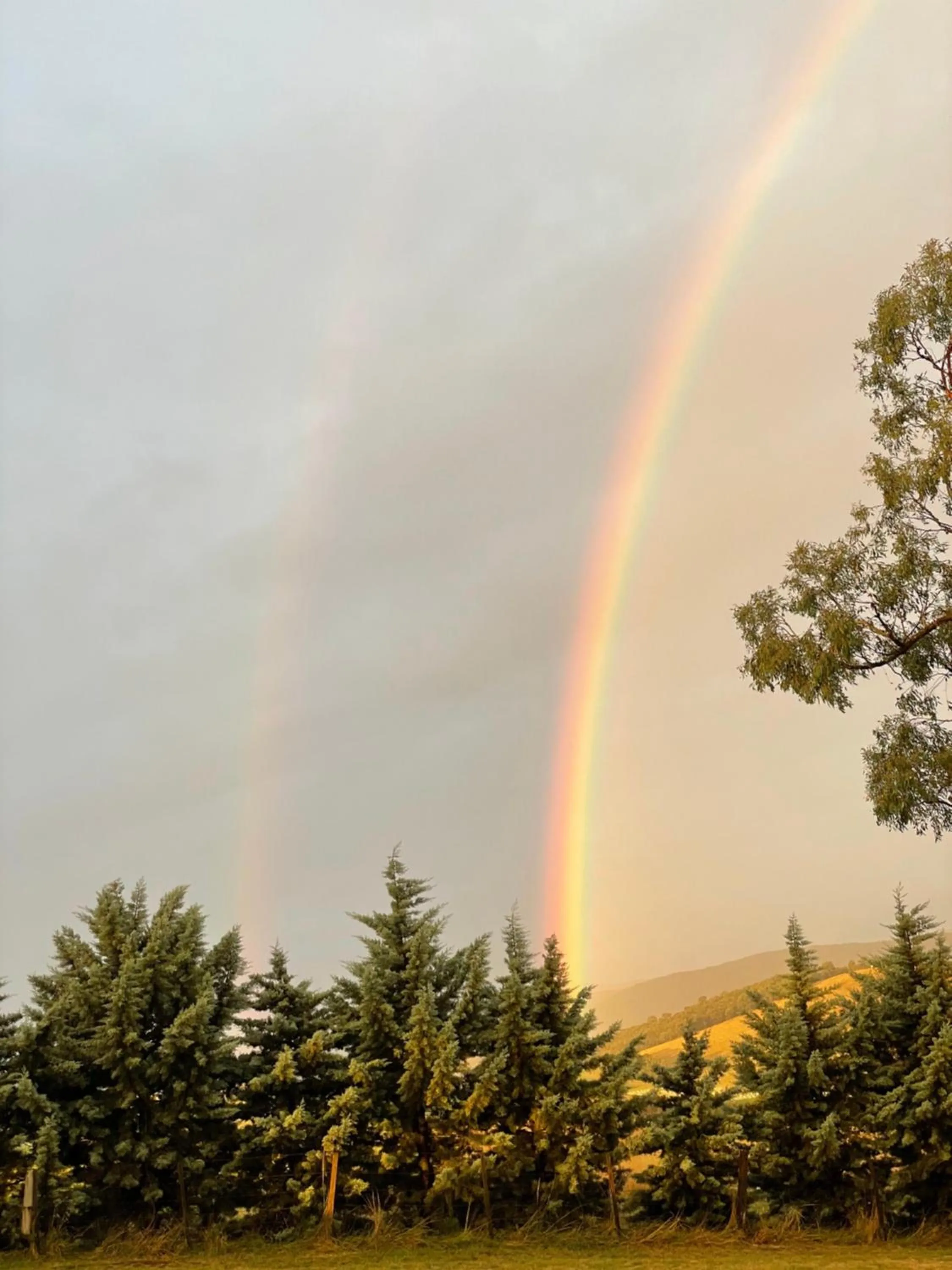 Natural landscape in The Studio - Yarra Valley