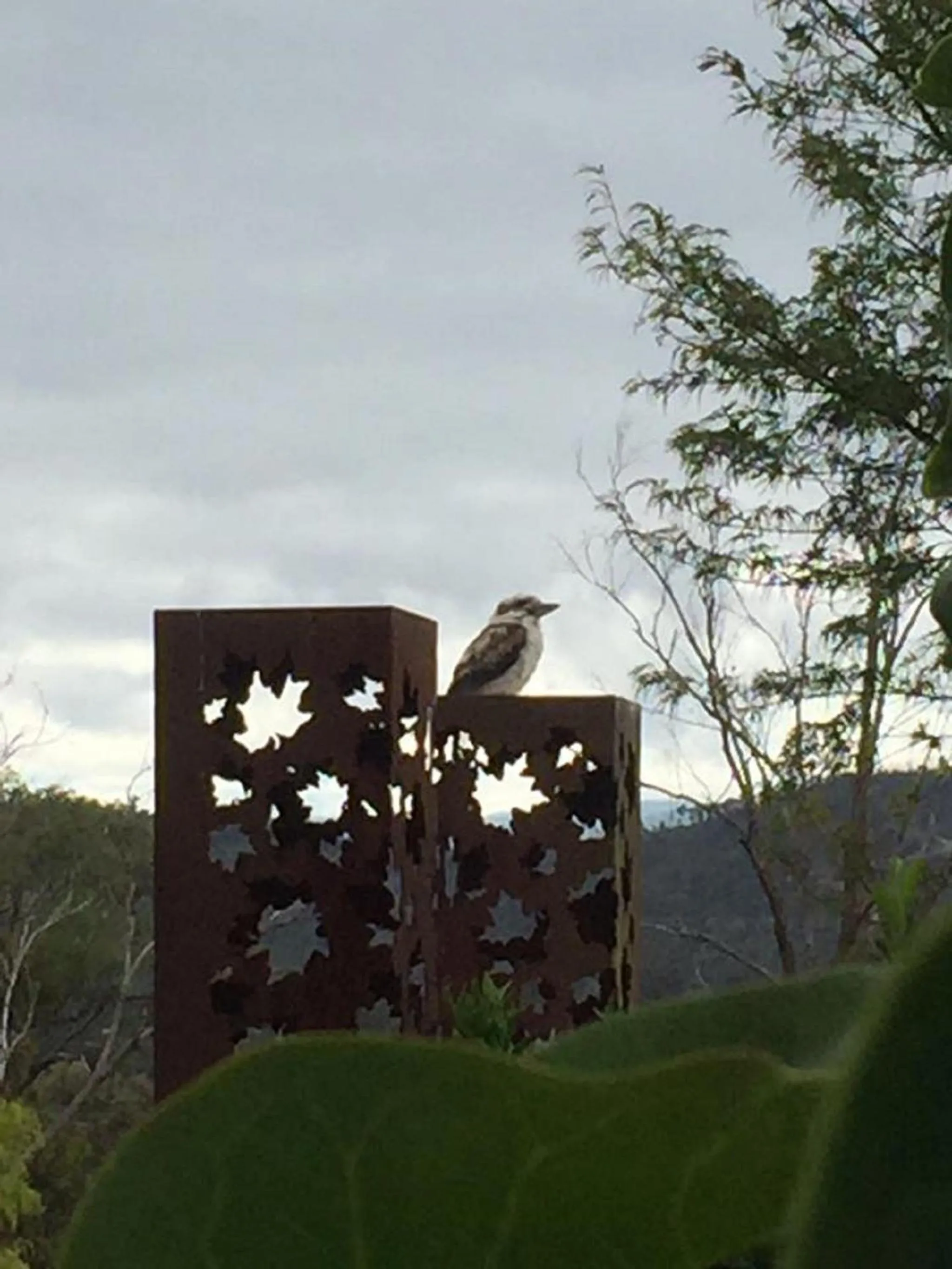 Animals in The Studio - Yarra Valley