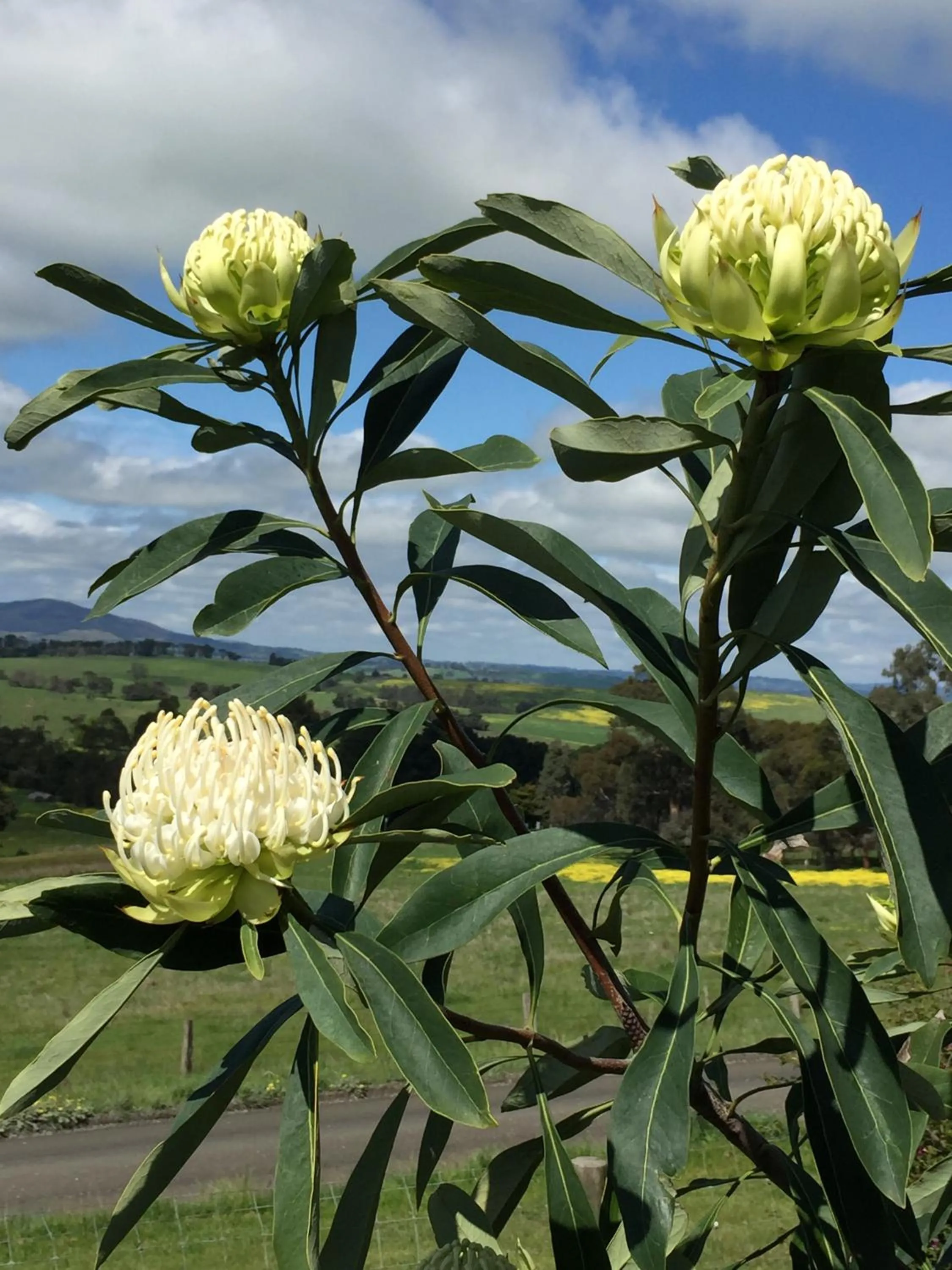 Property building in The Studio - Yarra Valley
