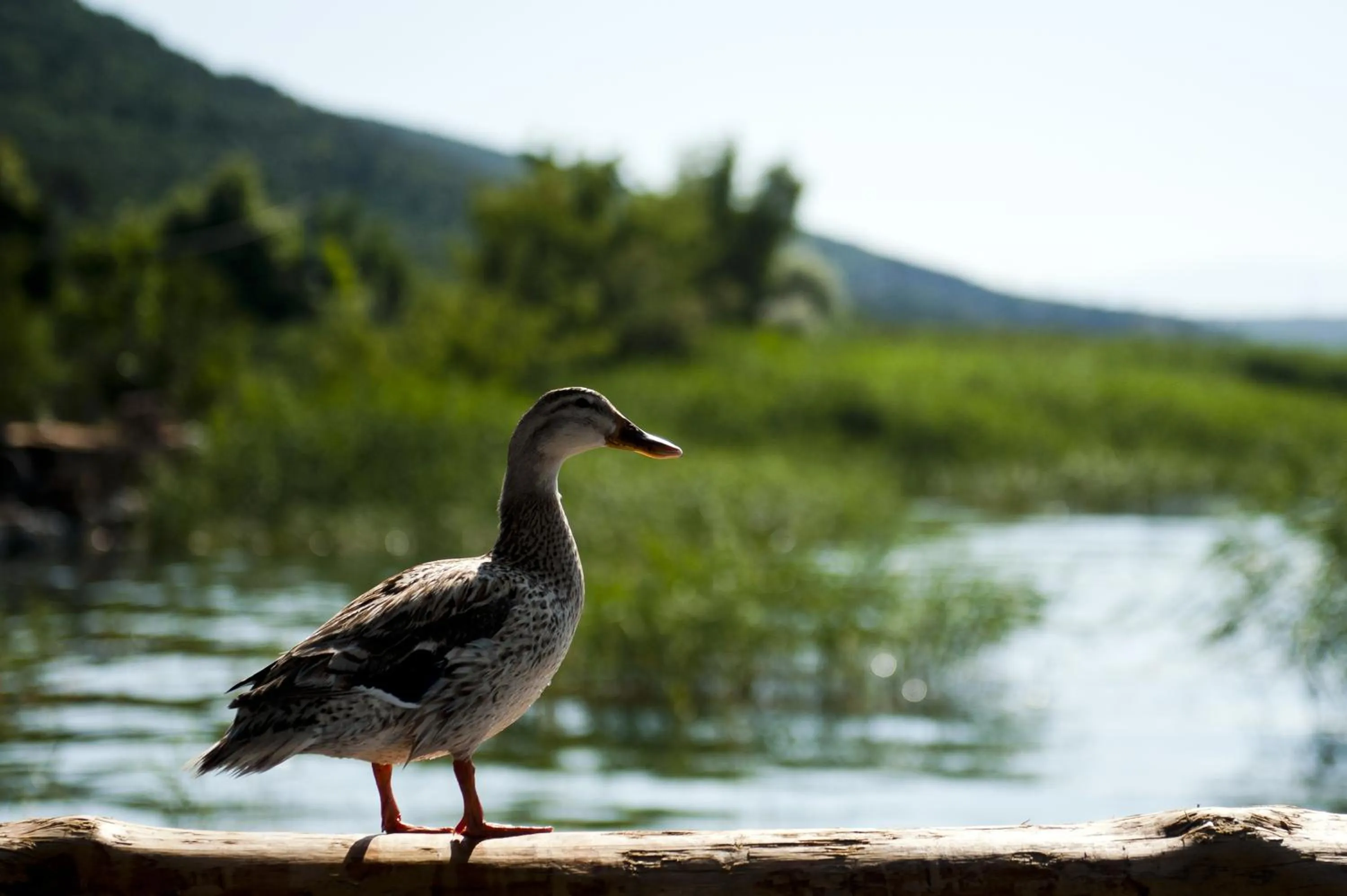 Animals in Iznik Askania