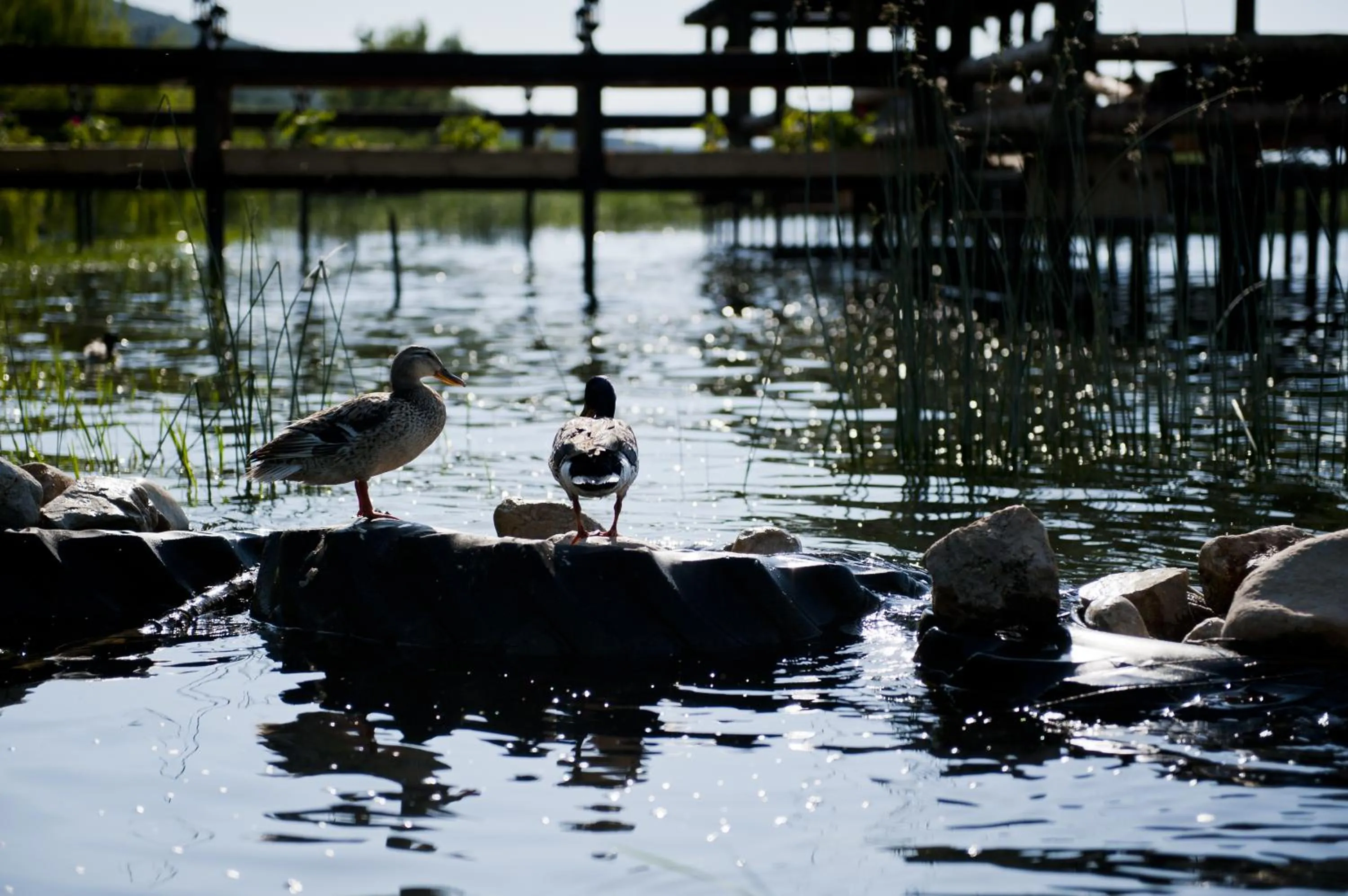 Animals in Iznik Askania