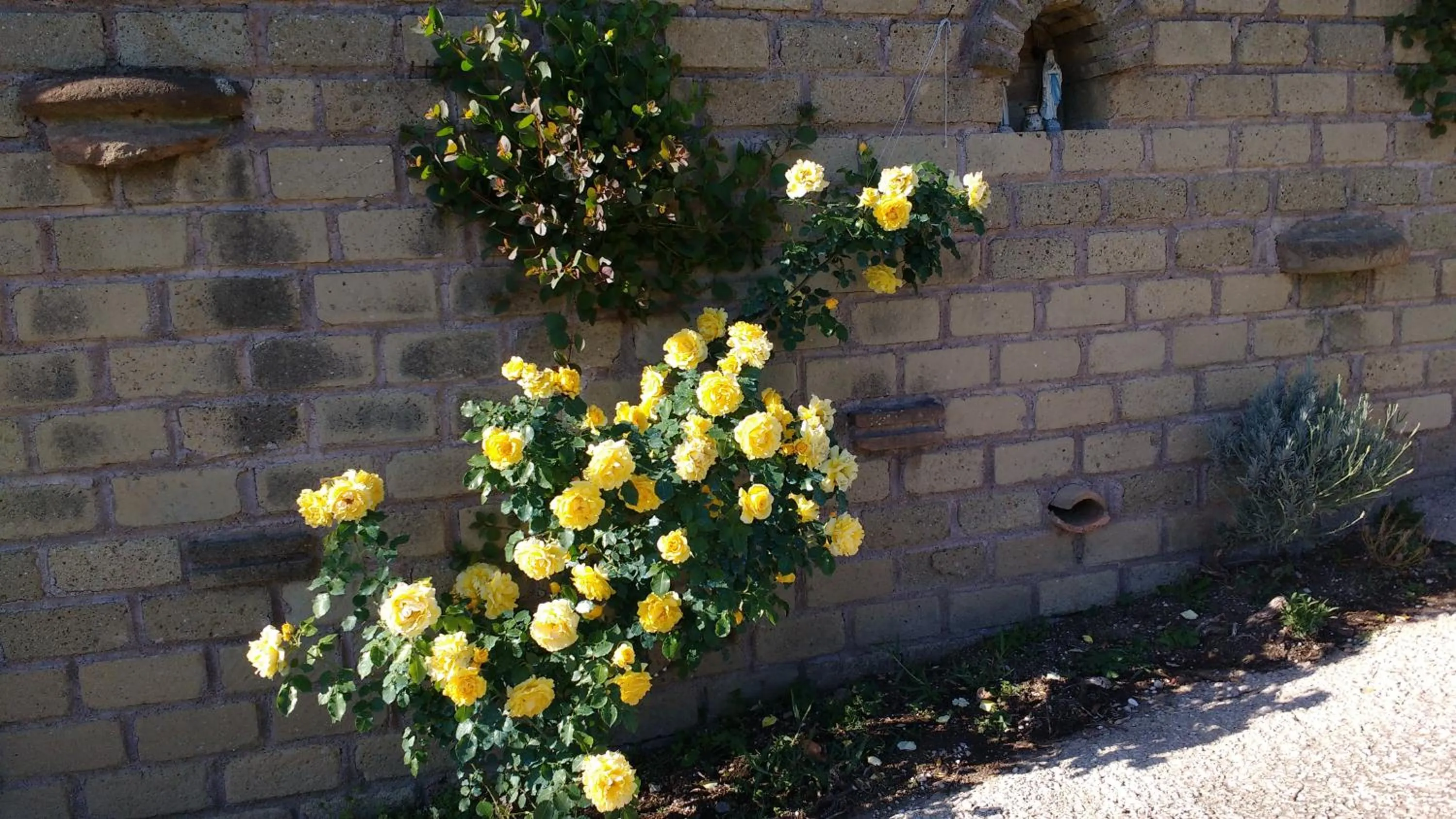 Garden in Bed And Bikers