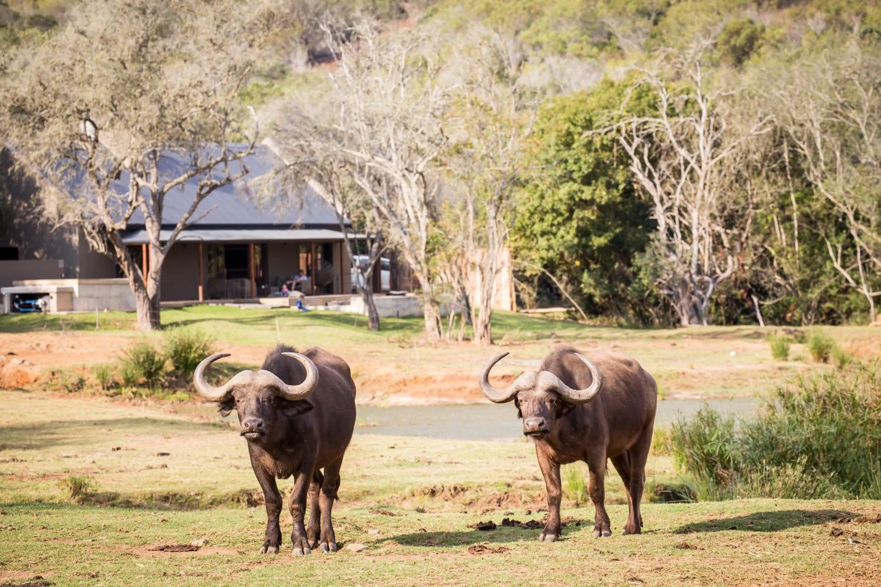 Garden view in Botlierskop Bush Villas