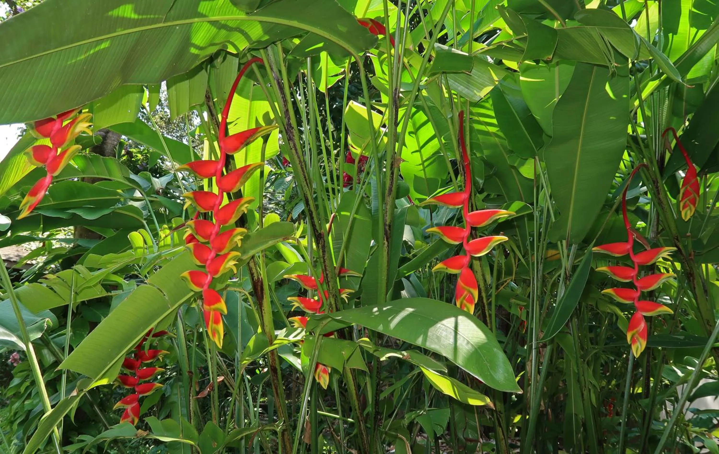Garden in Hotel Chillies and Native Sons Diving