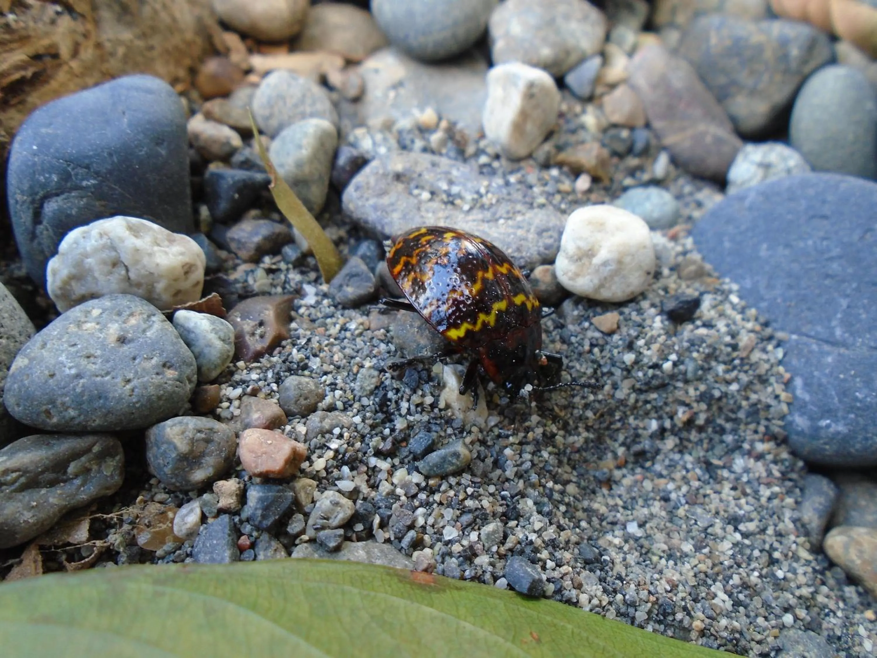 Natural landscape in Hotel Platinum Class