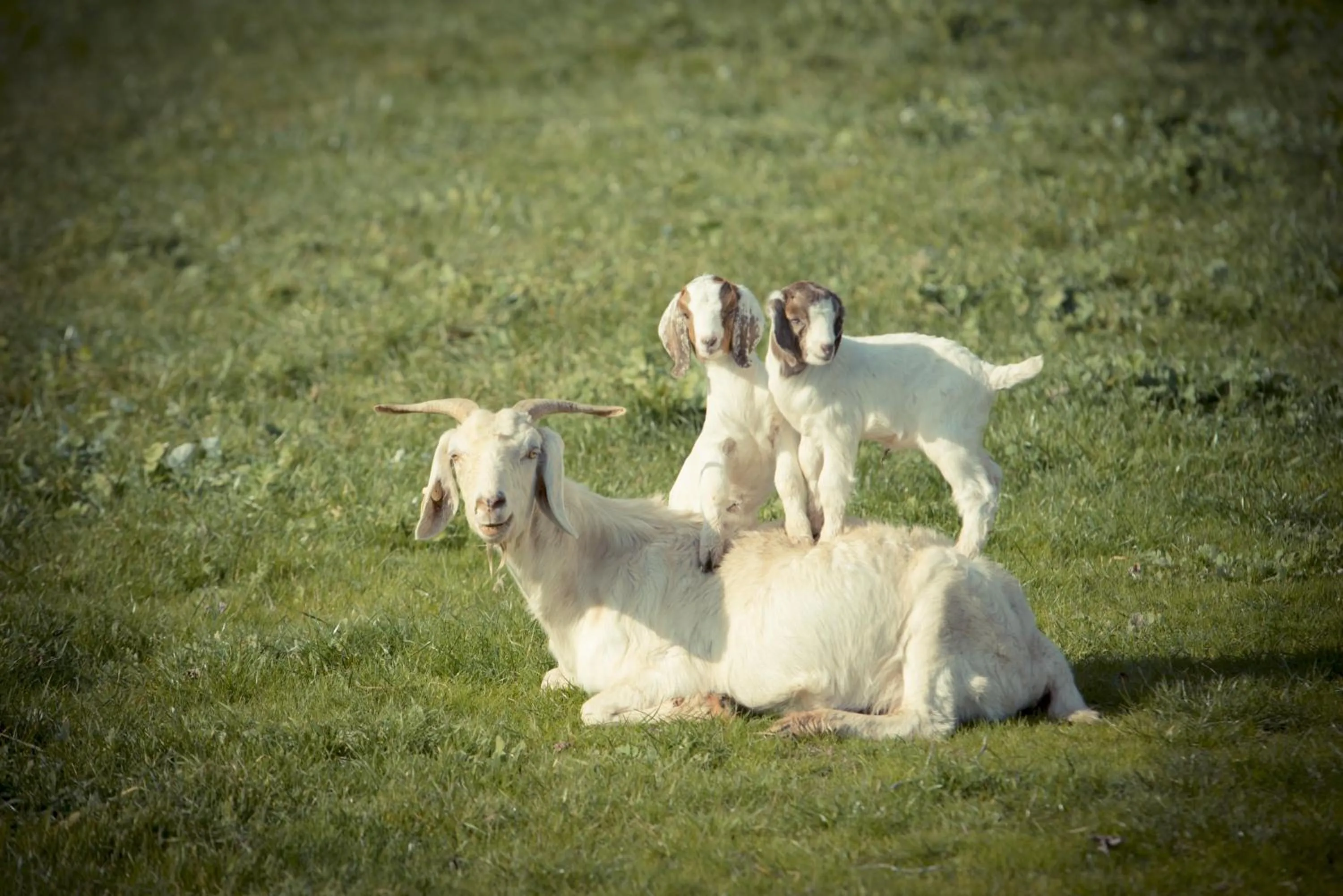 Animals in Sanctuary Park Cottages