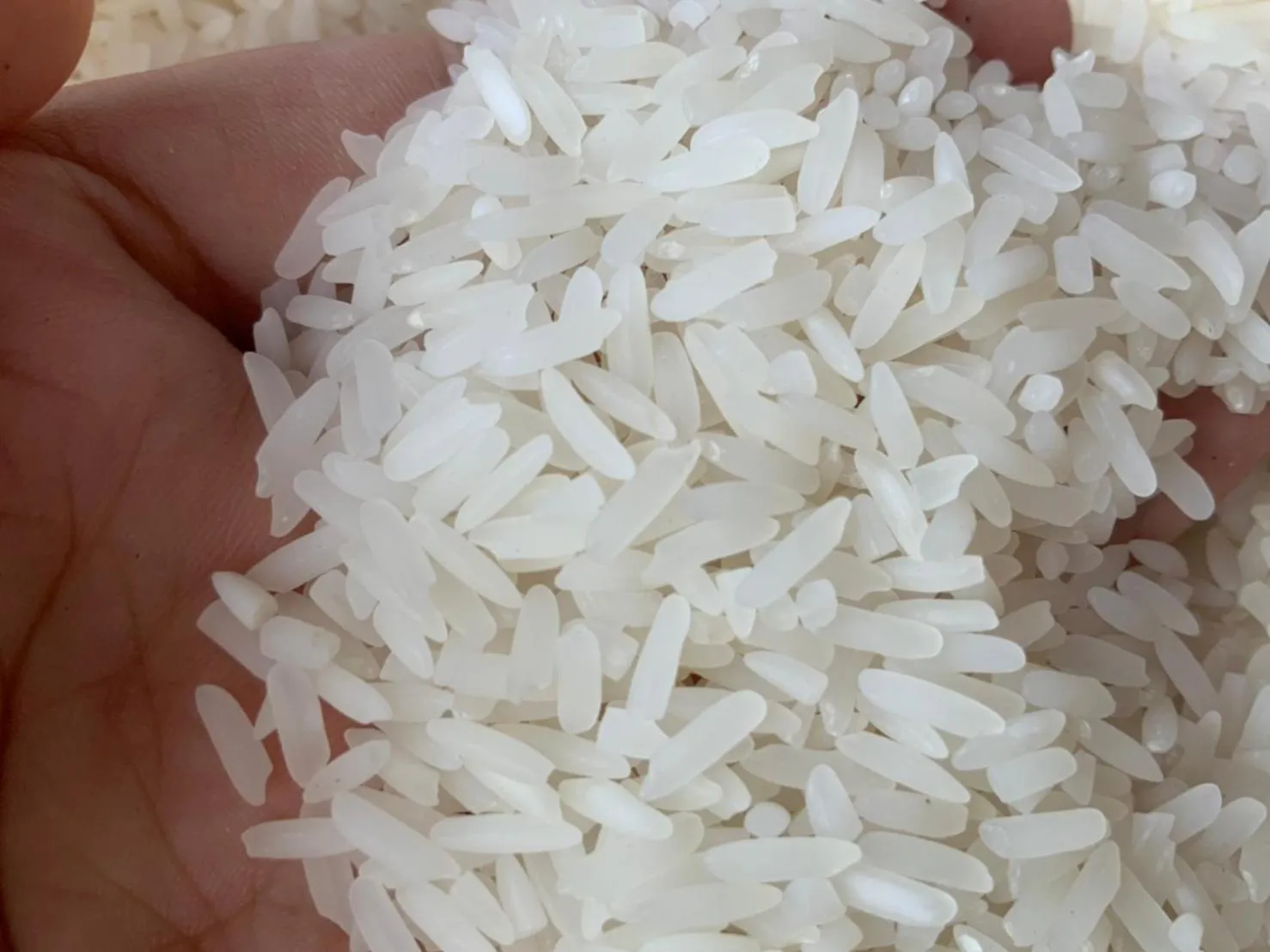 Food in Sukhothai Garden