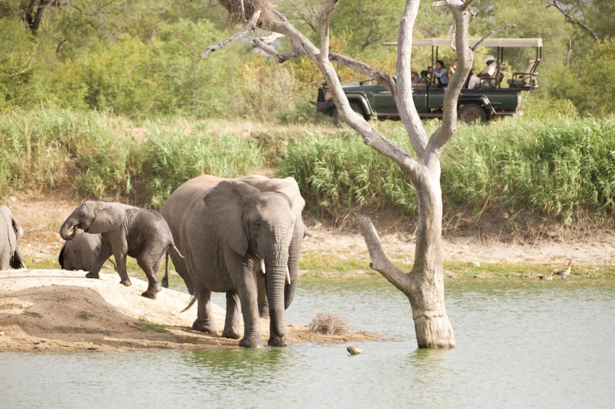 Animals in Karongwe- Shiduli Safari Lodge