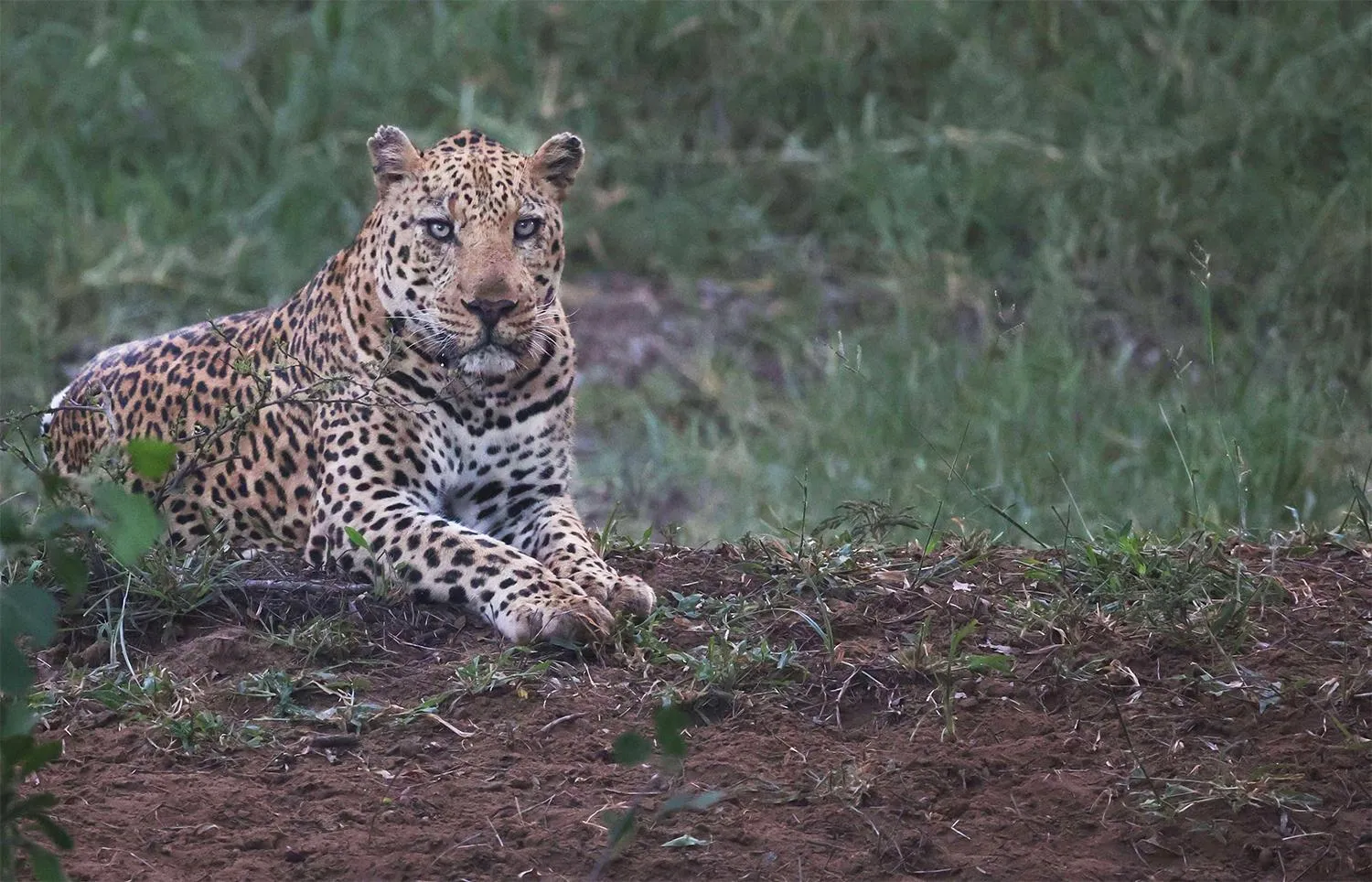 Animals in Karongwe- Shiduli Safari Lodge