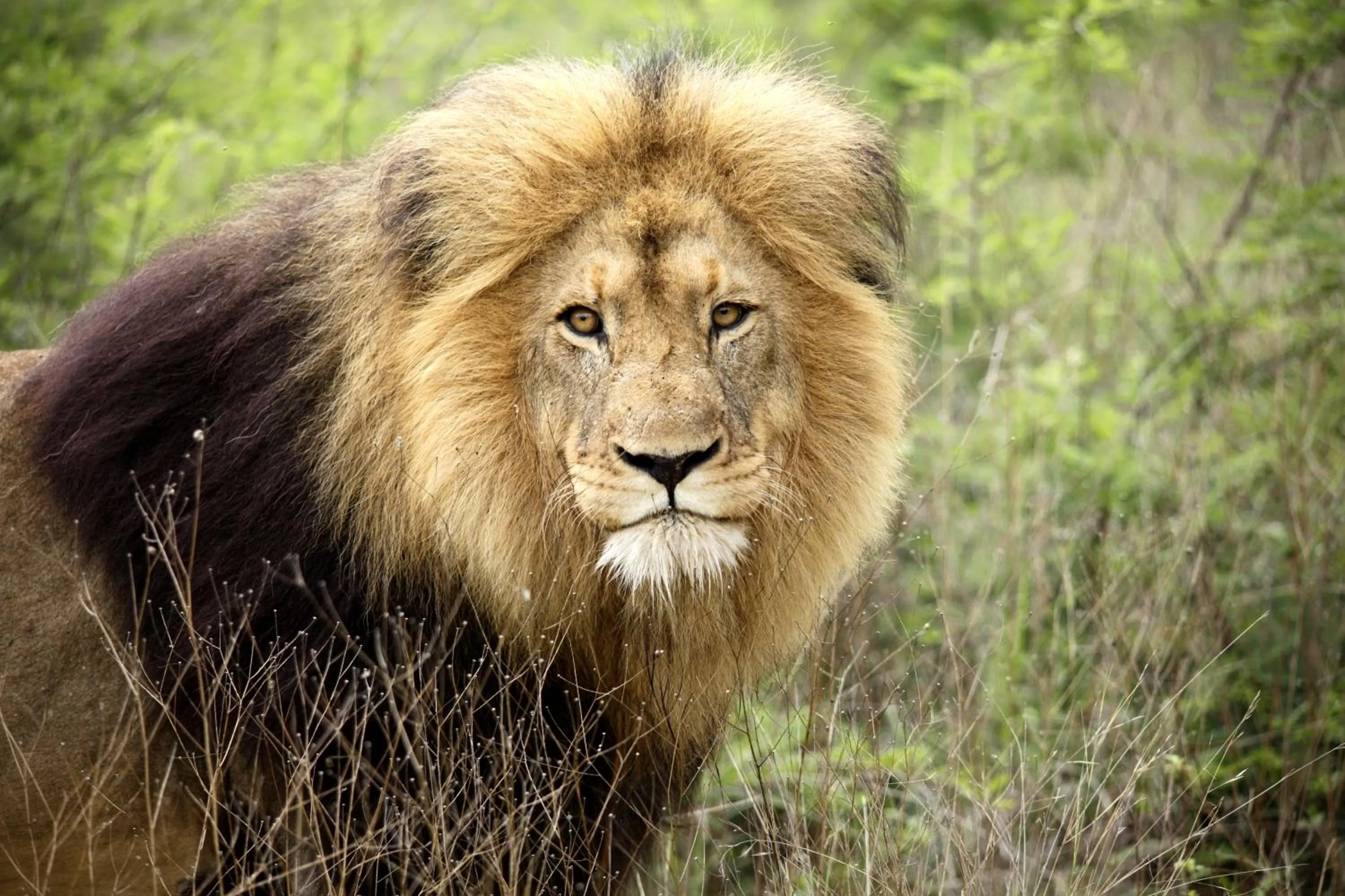 Animals in Karongwe- Shiduli Safari Lodge