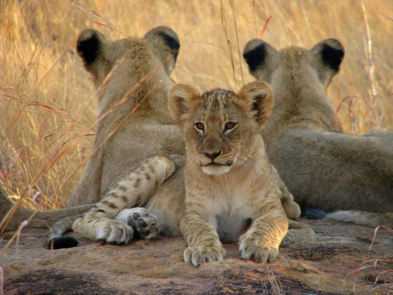 Day in Karongwe- Shiduli Safari Lodge