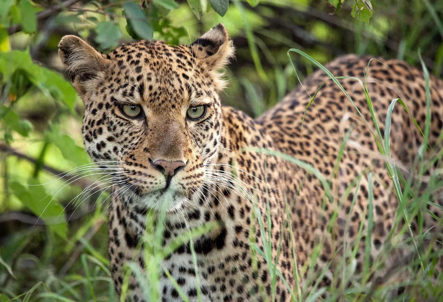 Activities in Karongwe- Shiduli Safari Lodge