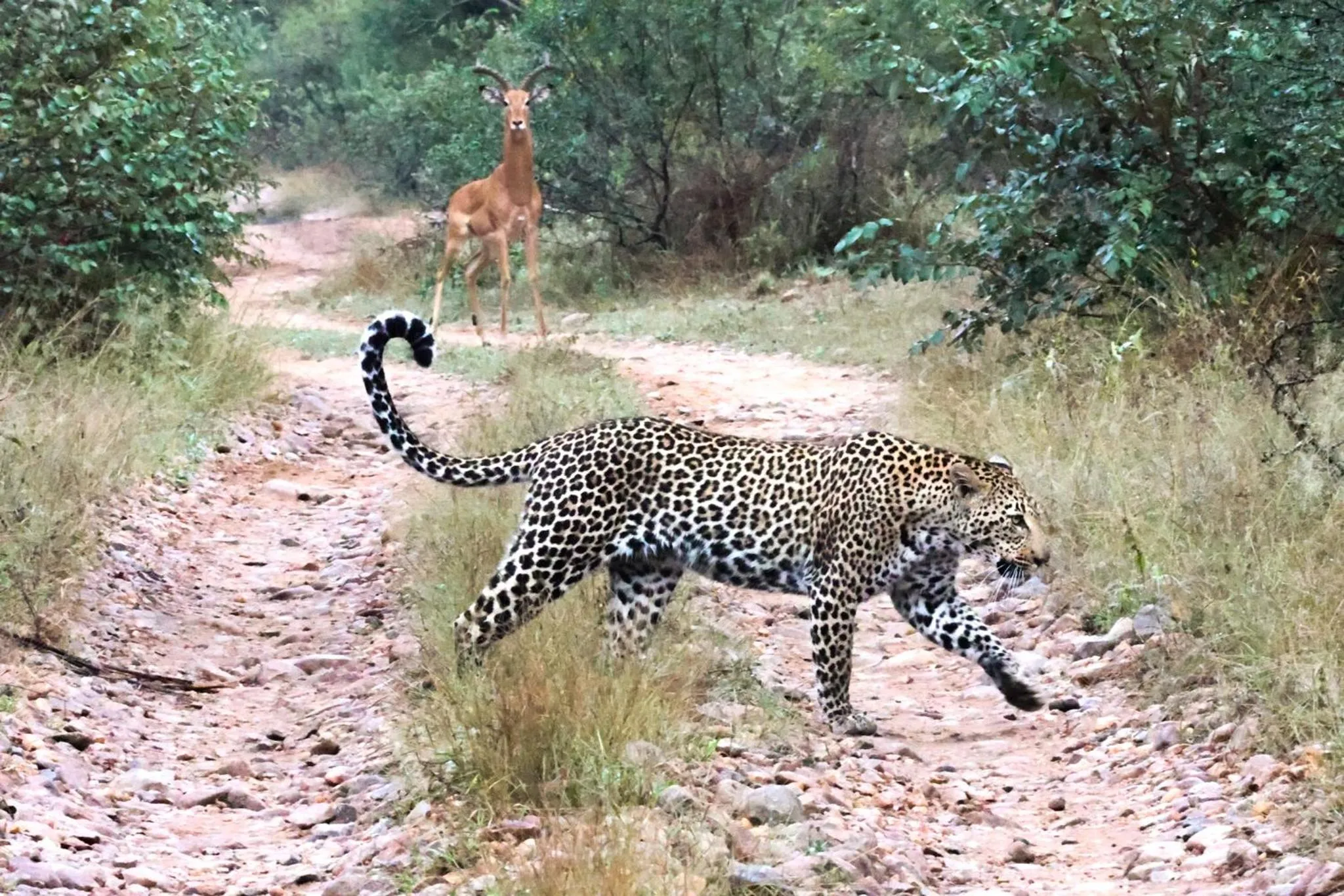 Property building in Karongwe- Shiduli Safari Lodge