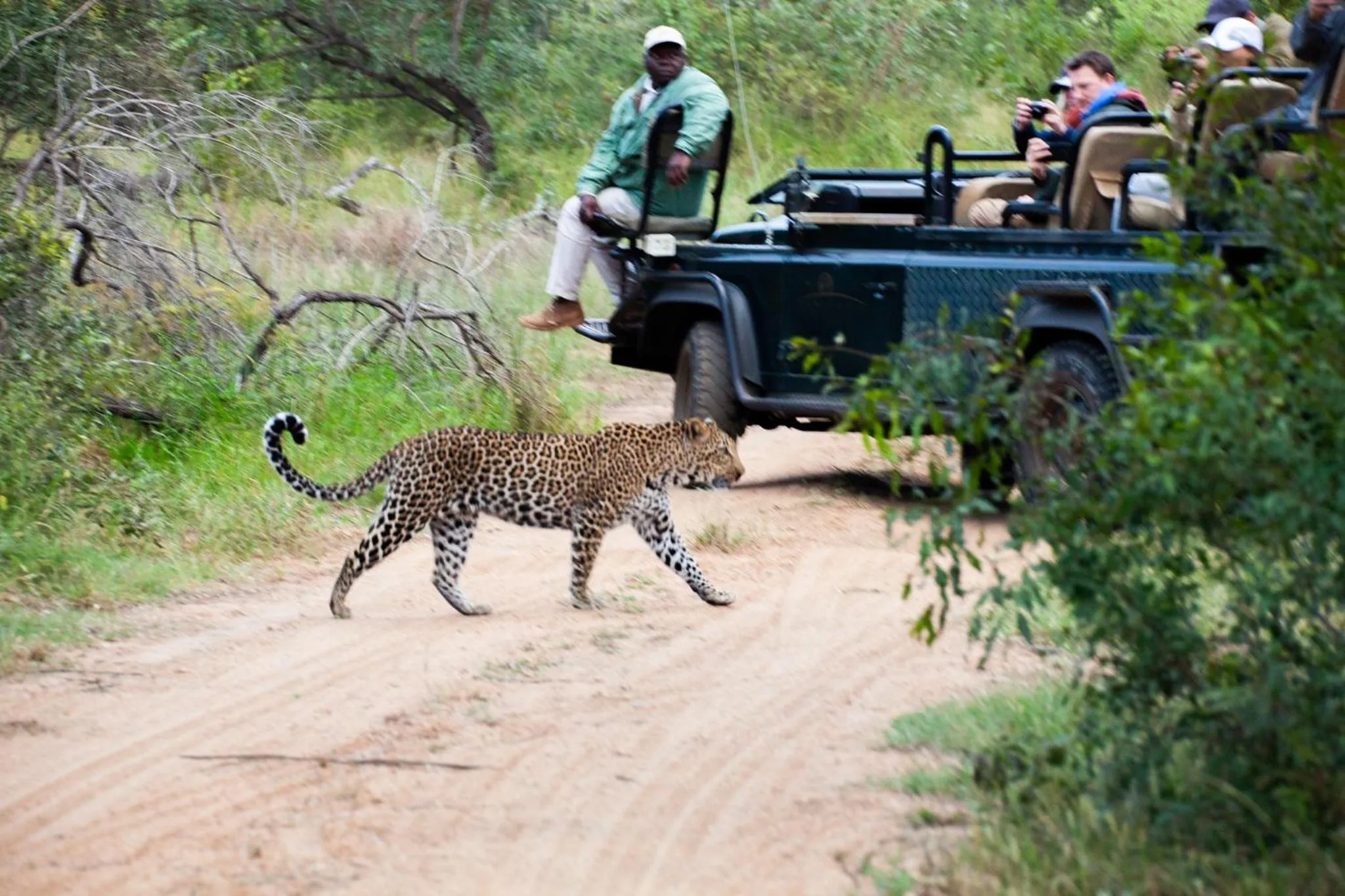 Animals in Karongwe- Shiduli Safari Lodge