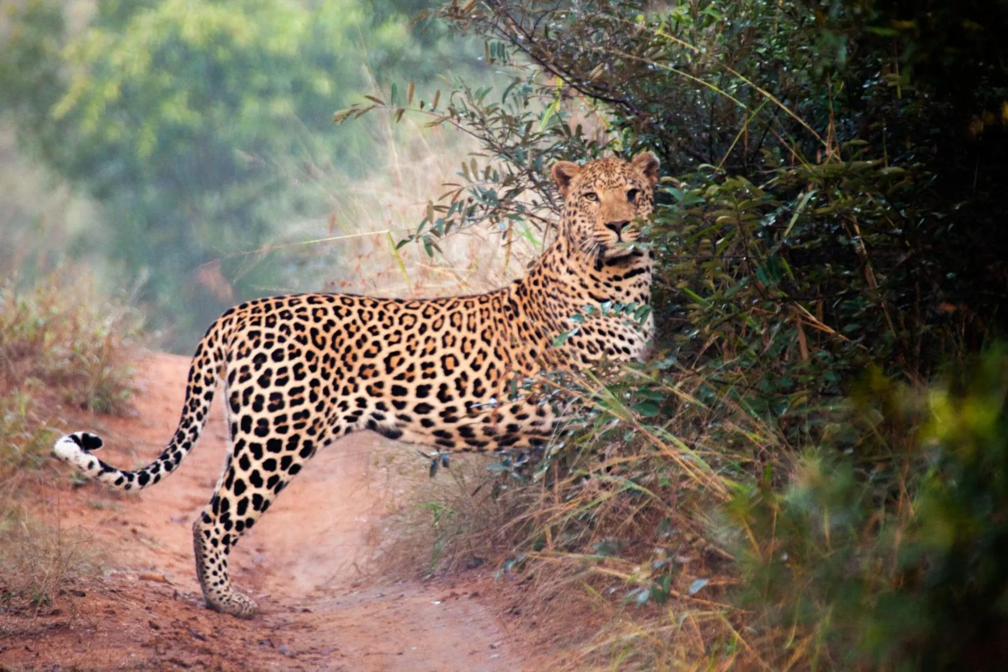 Activities in Karongwe- Shiduli Safari Lodge