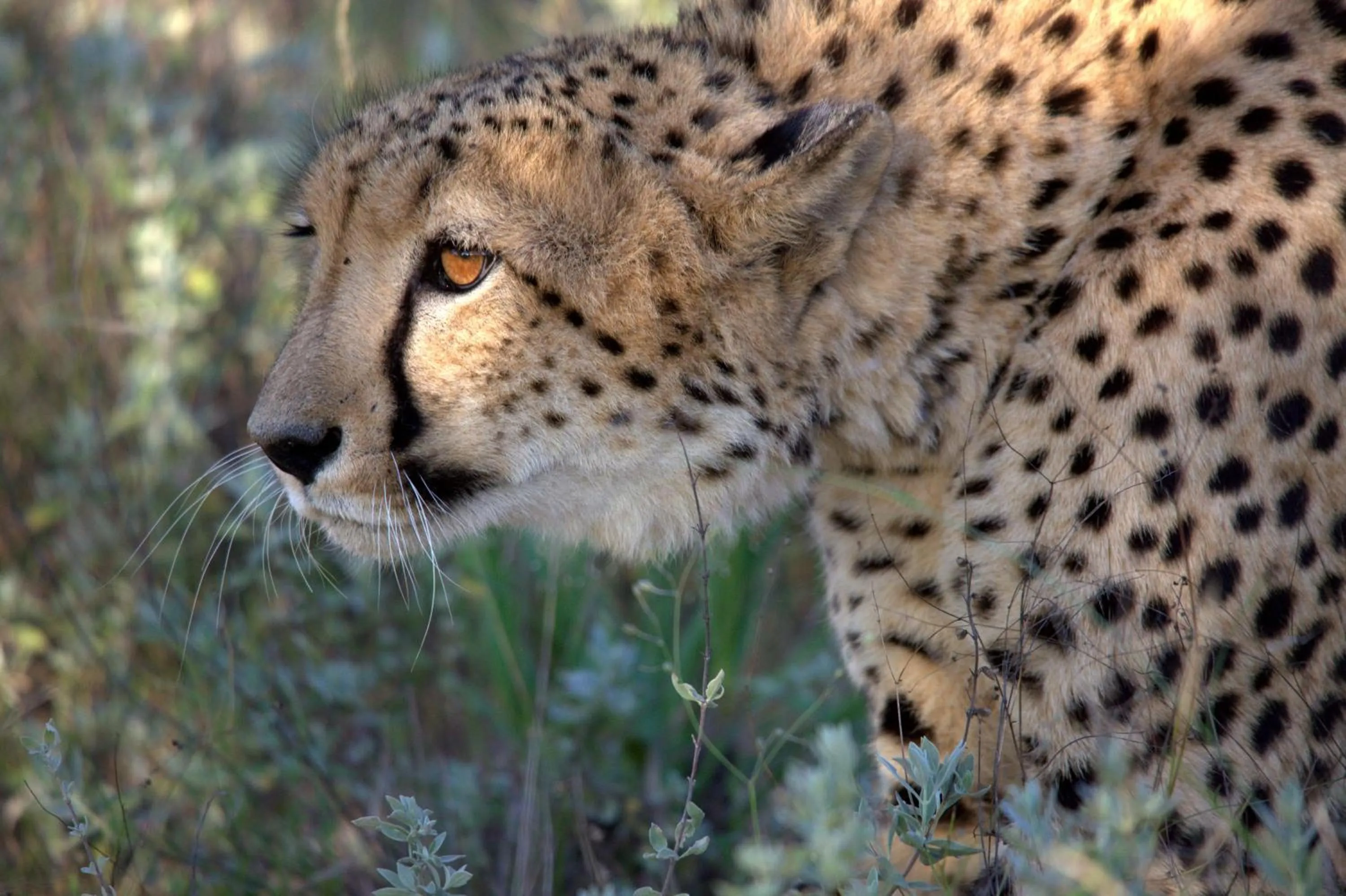 Animals in Karongwe- Shiduli Safari Lodge