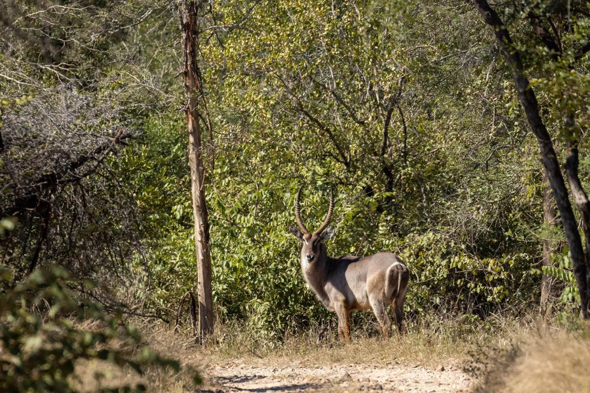 Animals in Karongwe - Chisomo Safari Camp
