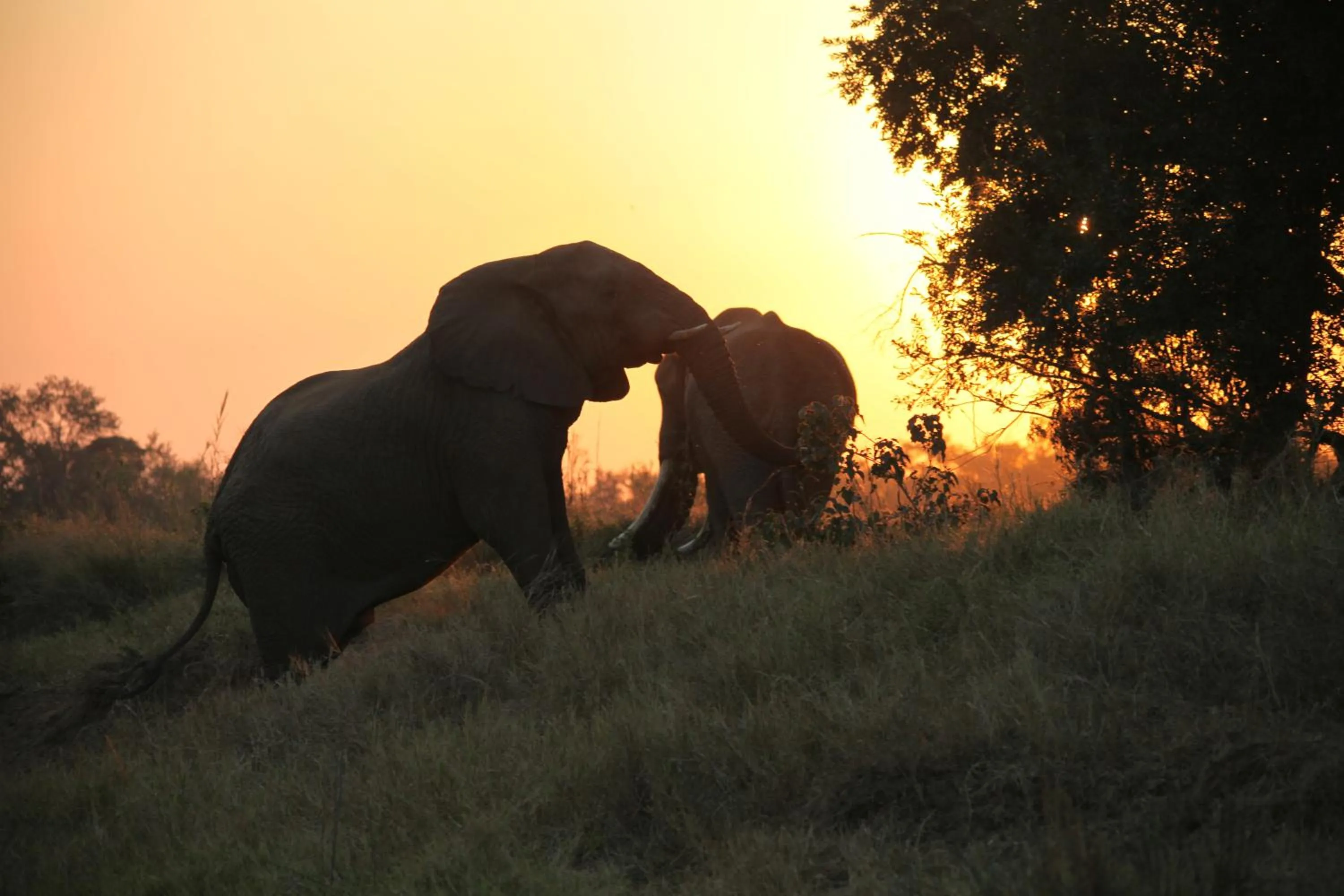 Property building in Karongwe - Chisomo Safari Camp
