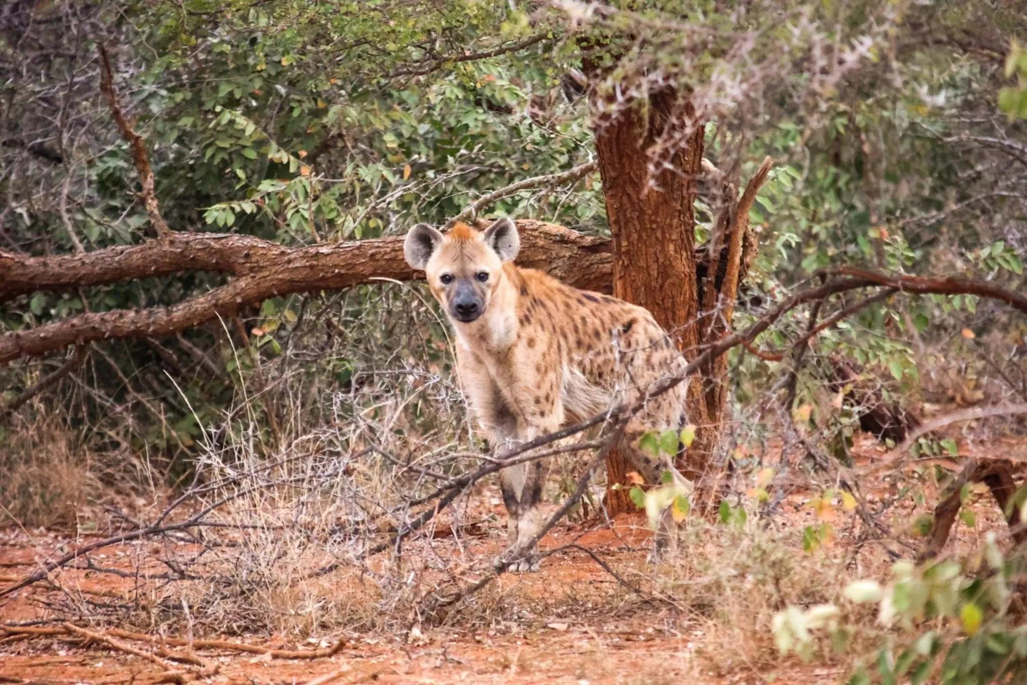 Activities in Karongwe - Chisomo Safari Camp