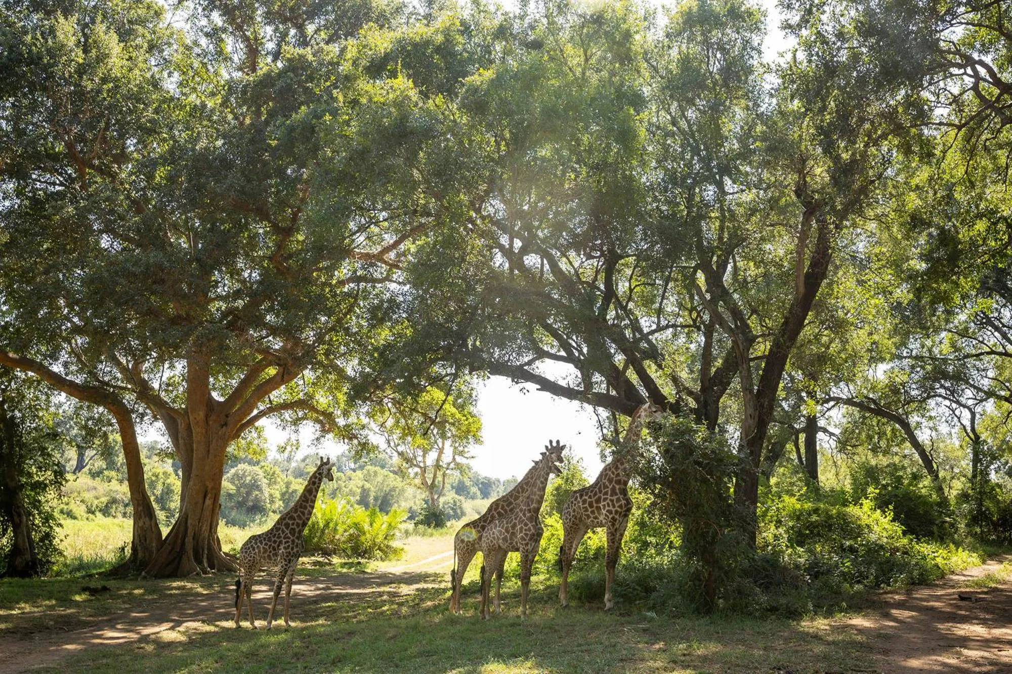 Animals in Karongwe - Chisomo Safari Camp