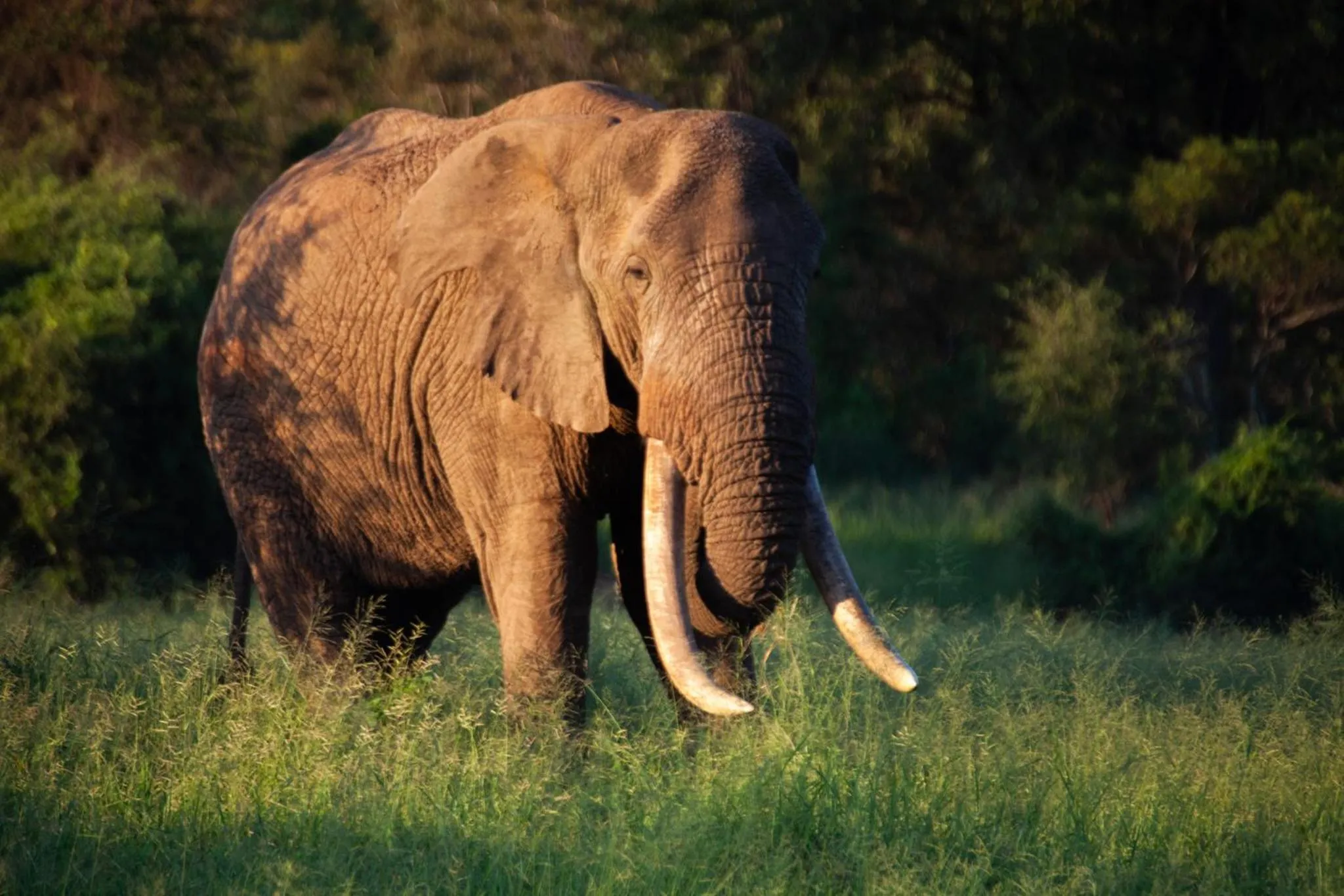 Animals in Karongwe - Chisomo Safari Camp