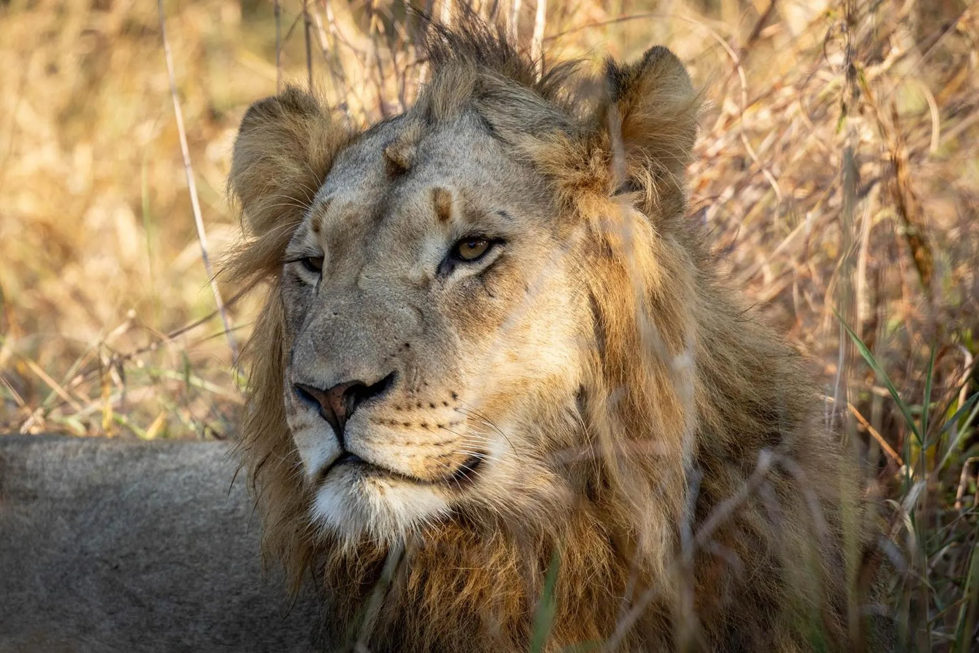 Animals in Karongwe - Chisomo Safari Camp
