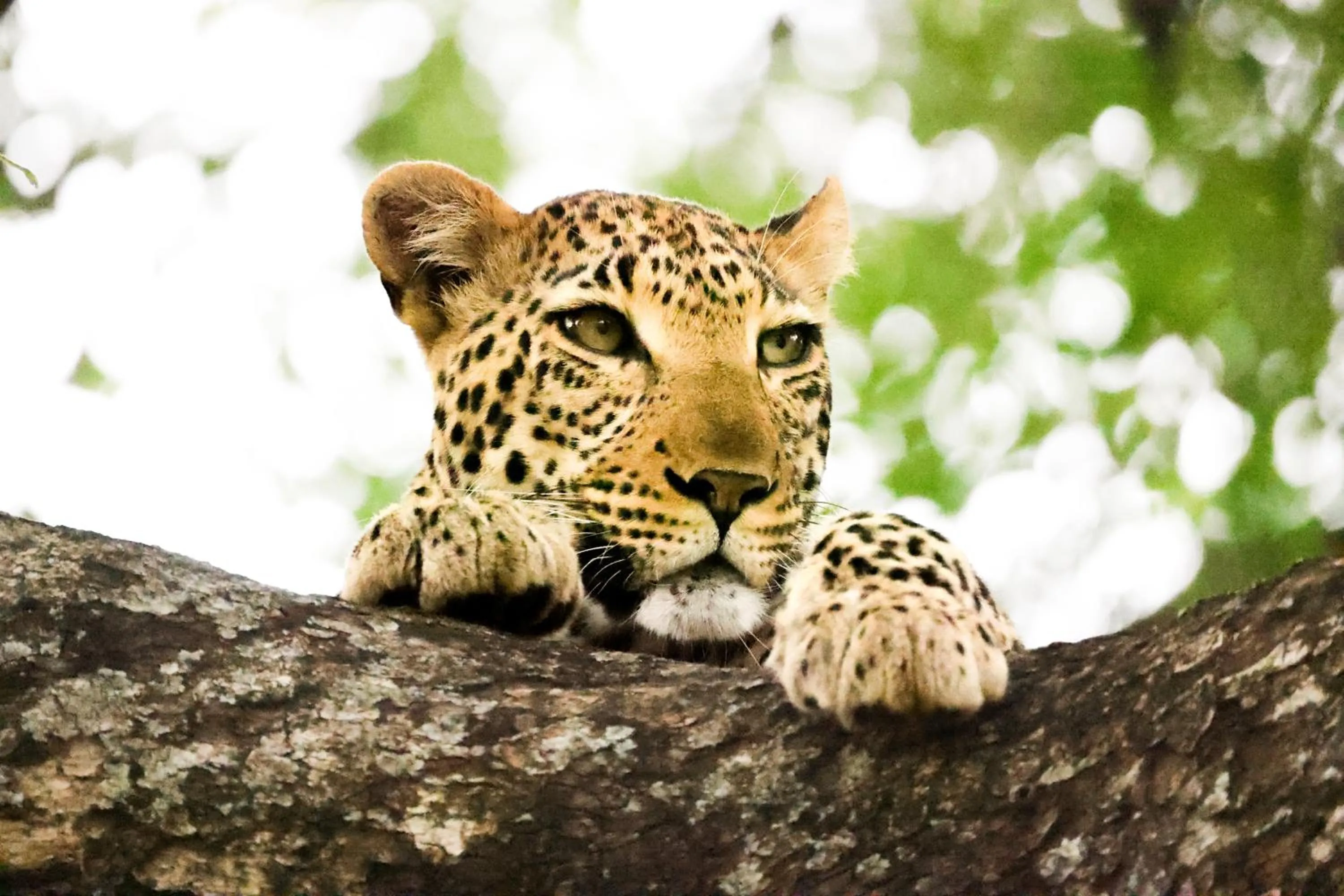 Animals in Karongwe - Chisomo Safari Camp