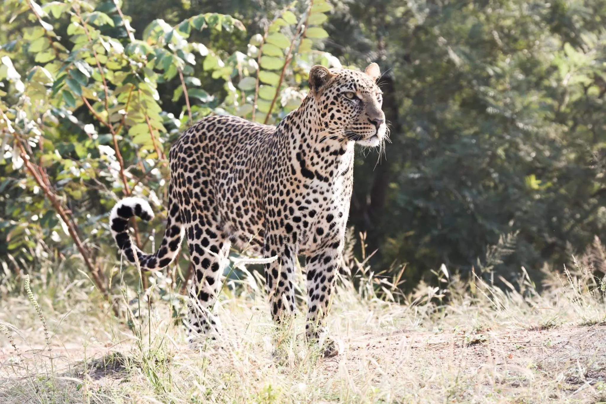 Summer in Karongwe - Chisomo Safari Camp