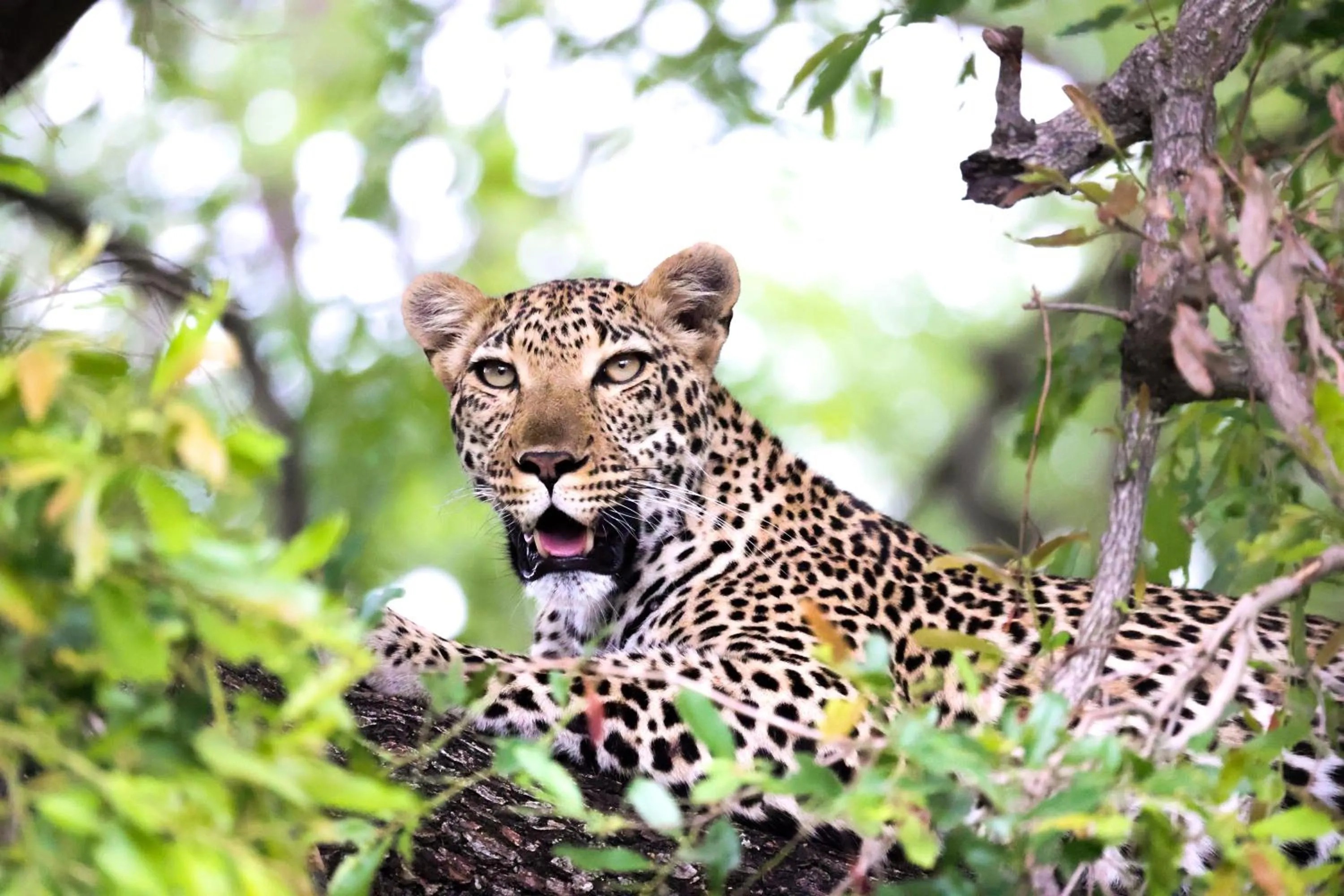 Activities in Karongwe - Chisomo Safari Camp