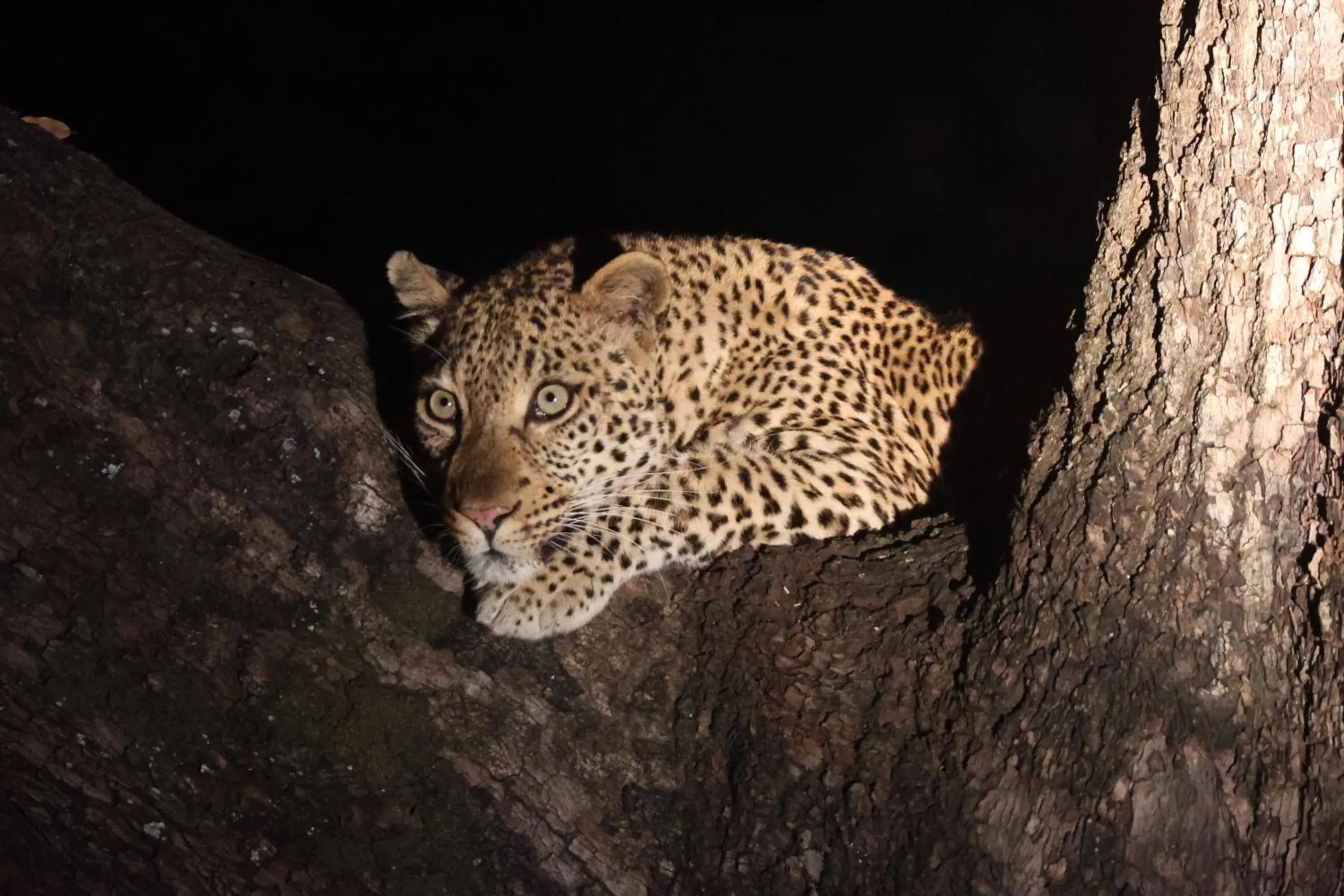 Animals in Karongwe - Chisomo Safari Camp