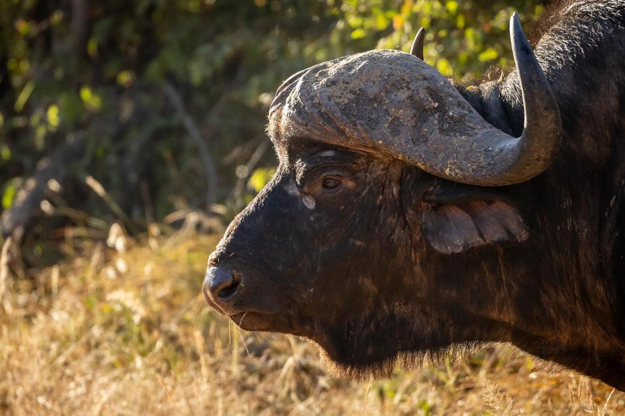 Animals in Karongwe - Chisomo Safari Camp