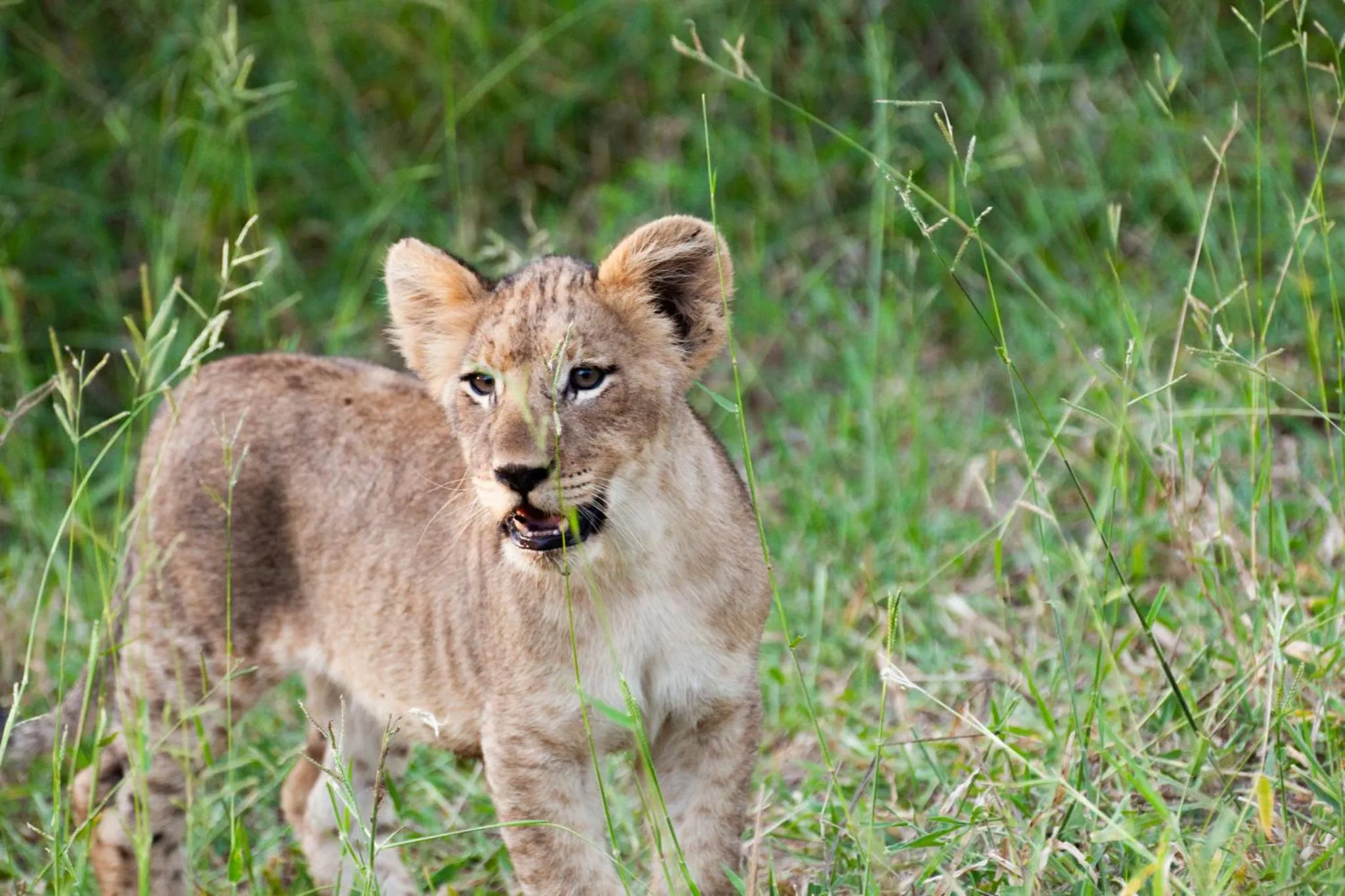 Animals in Karongwe - Chisomo Safari Camp