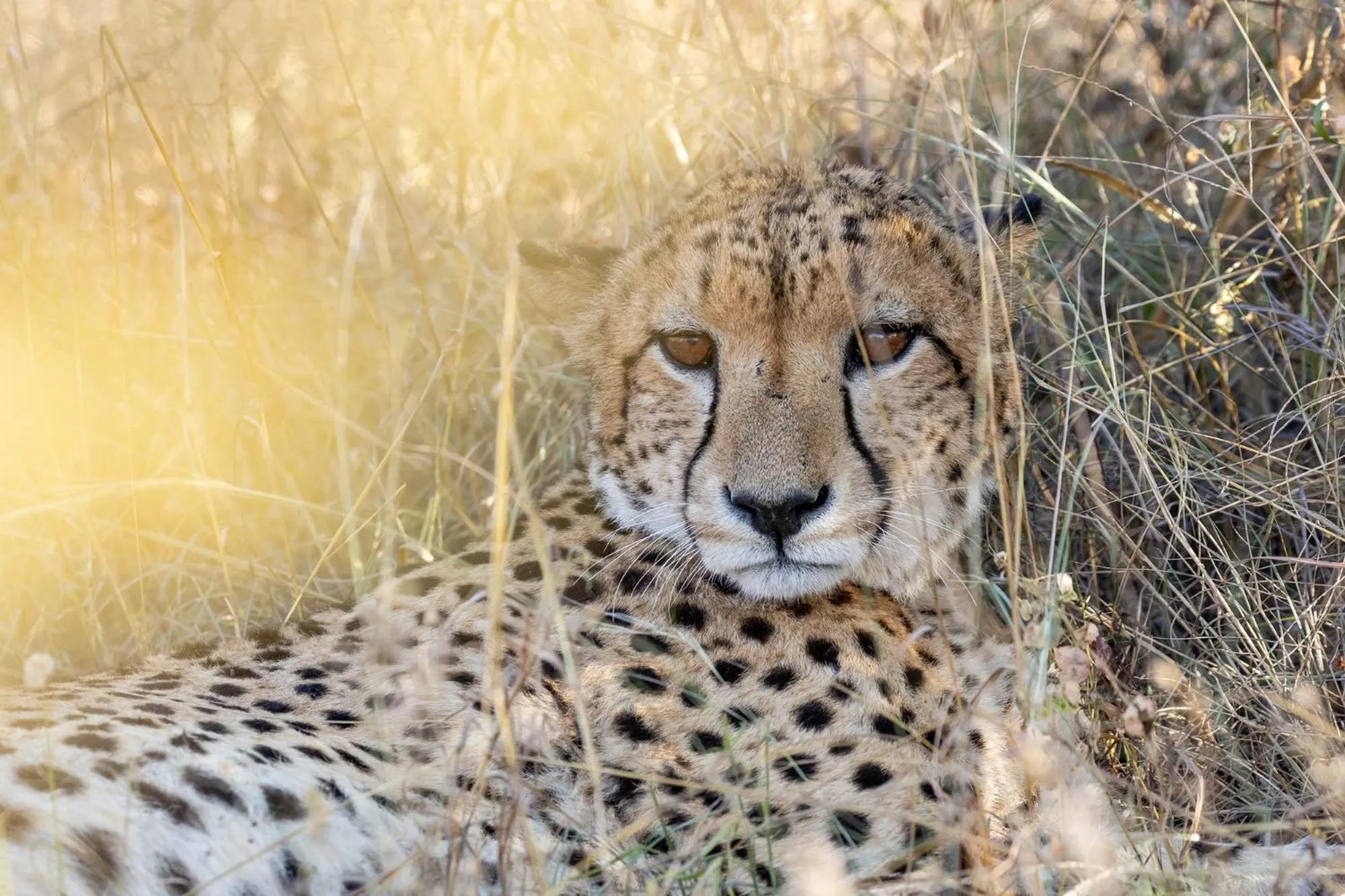 Animals in Karongwe - Chisomo Safari Camp