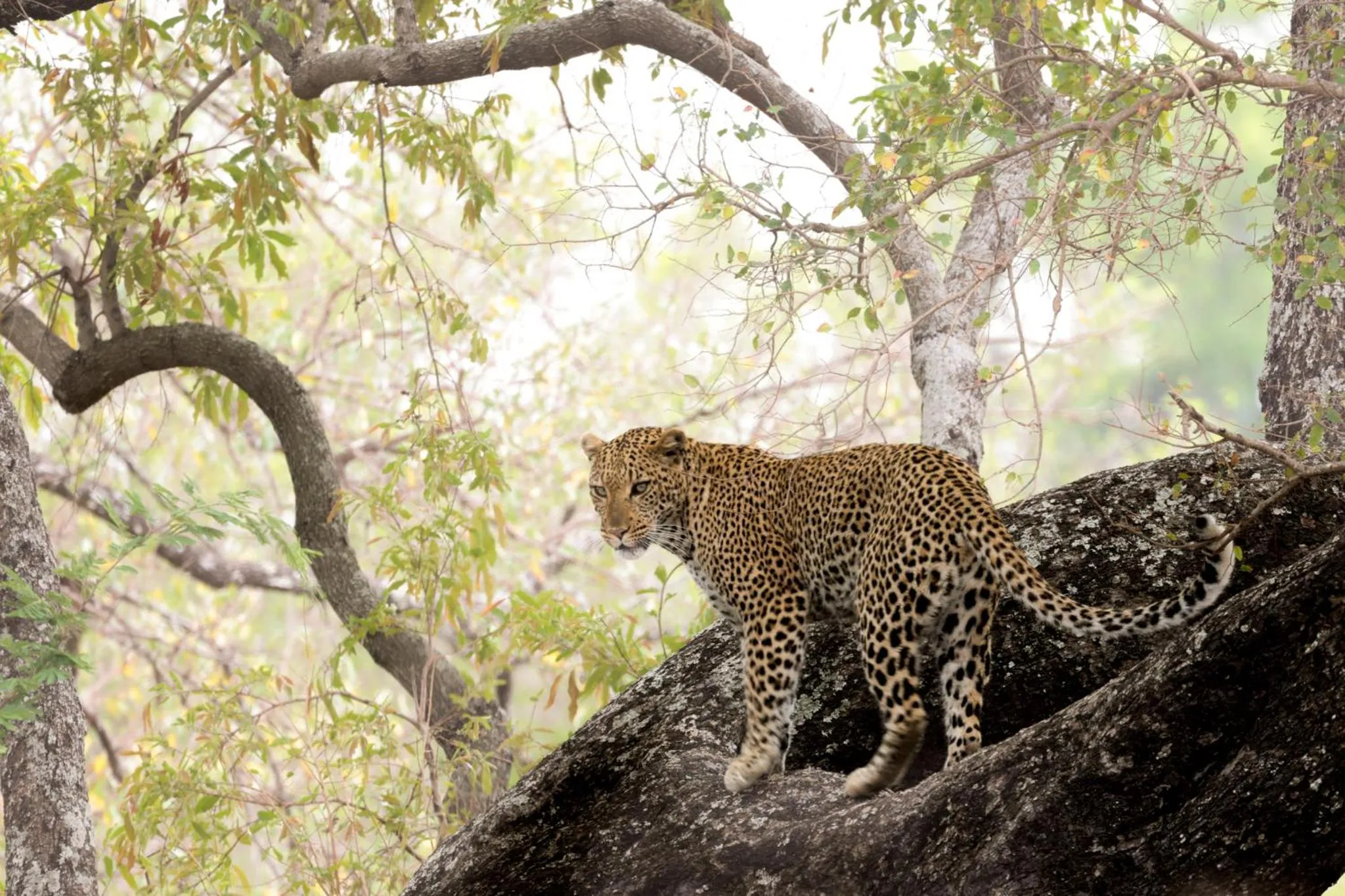 Property building in Karongwe - Chisomo Safari Camp