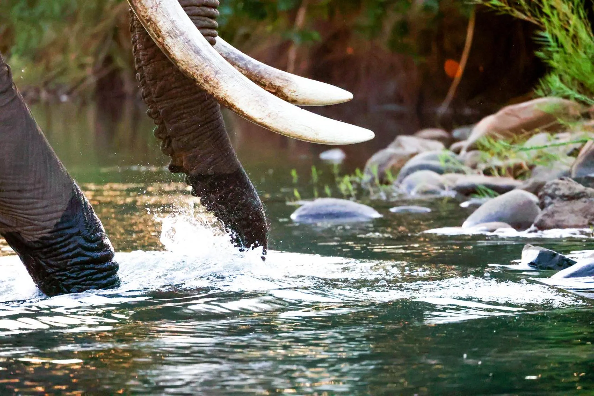 Activities in Karongwe - Chisomo Safari Camp