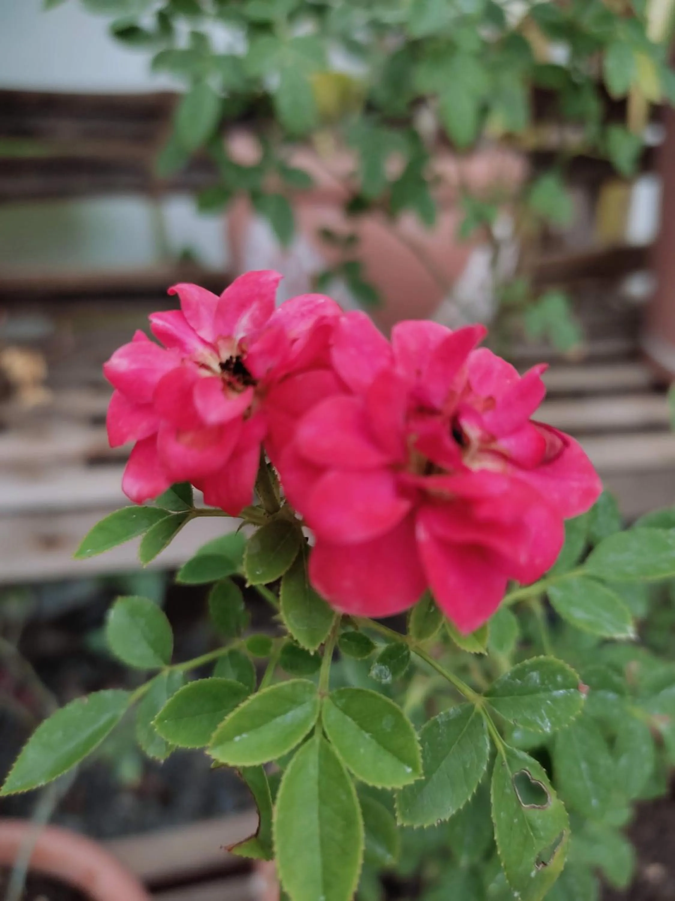 Garden in Olana Bed and Breakfast