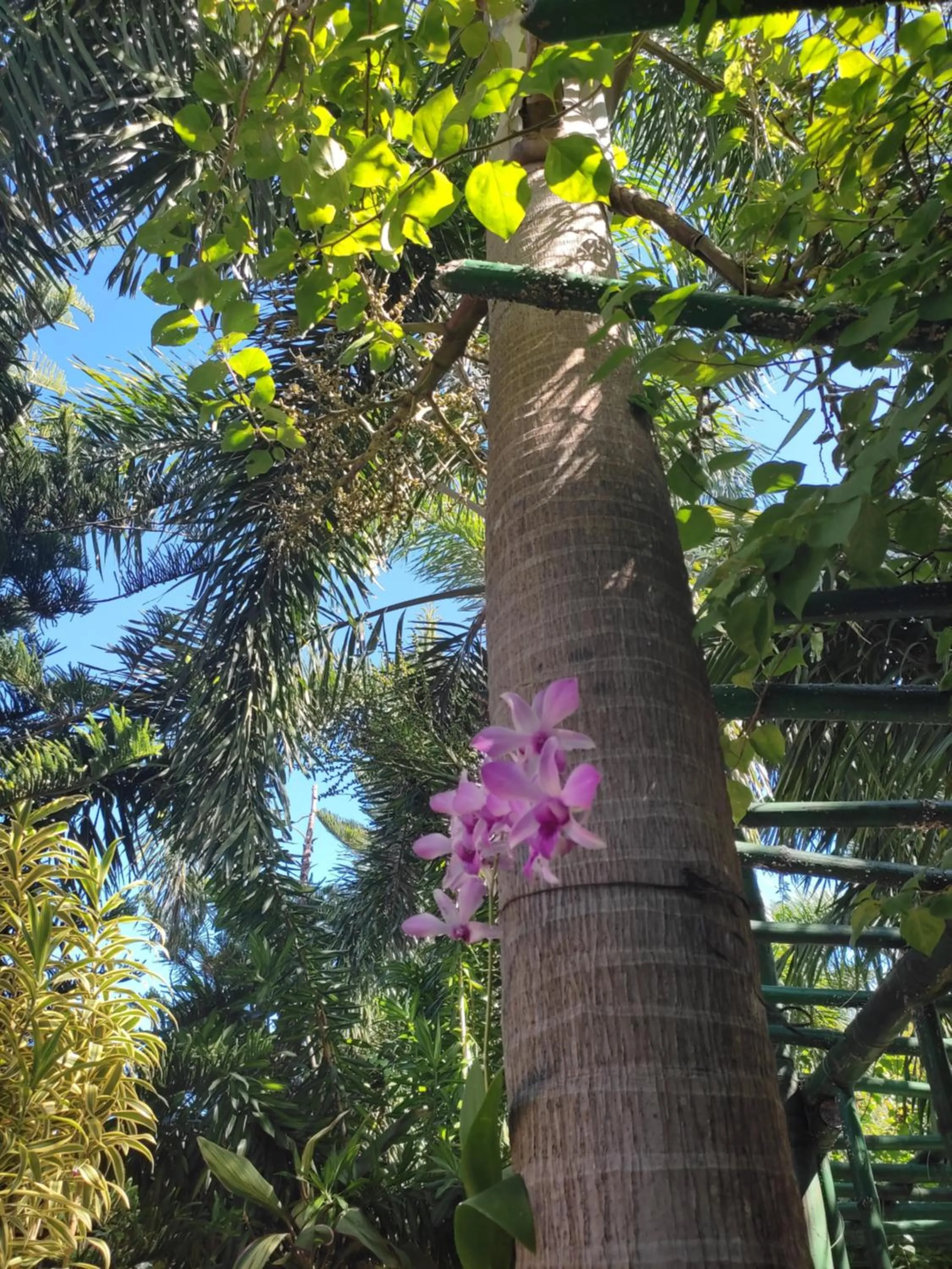 Garden in Olana Bed and Breakfast