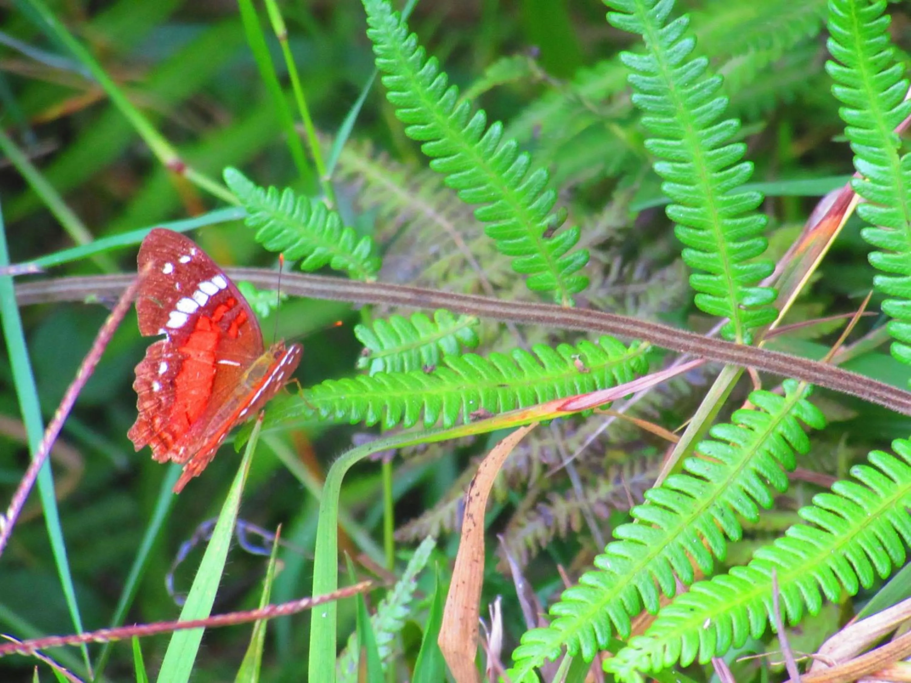 Garden in La Posada del Cucú
