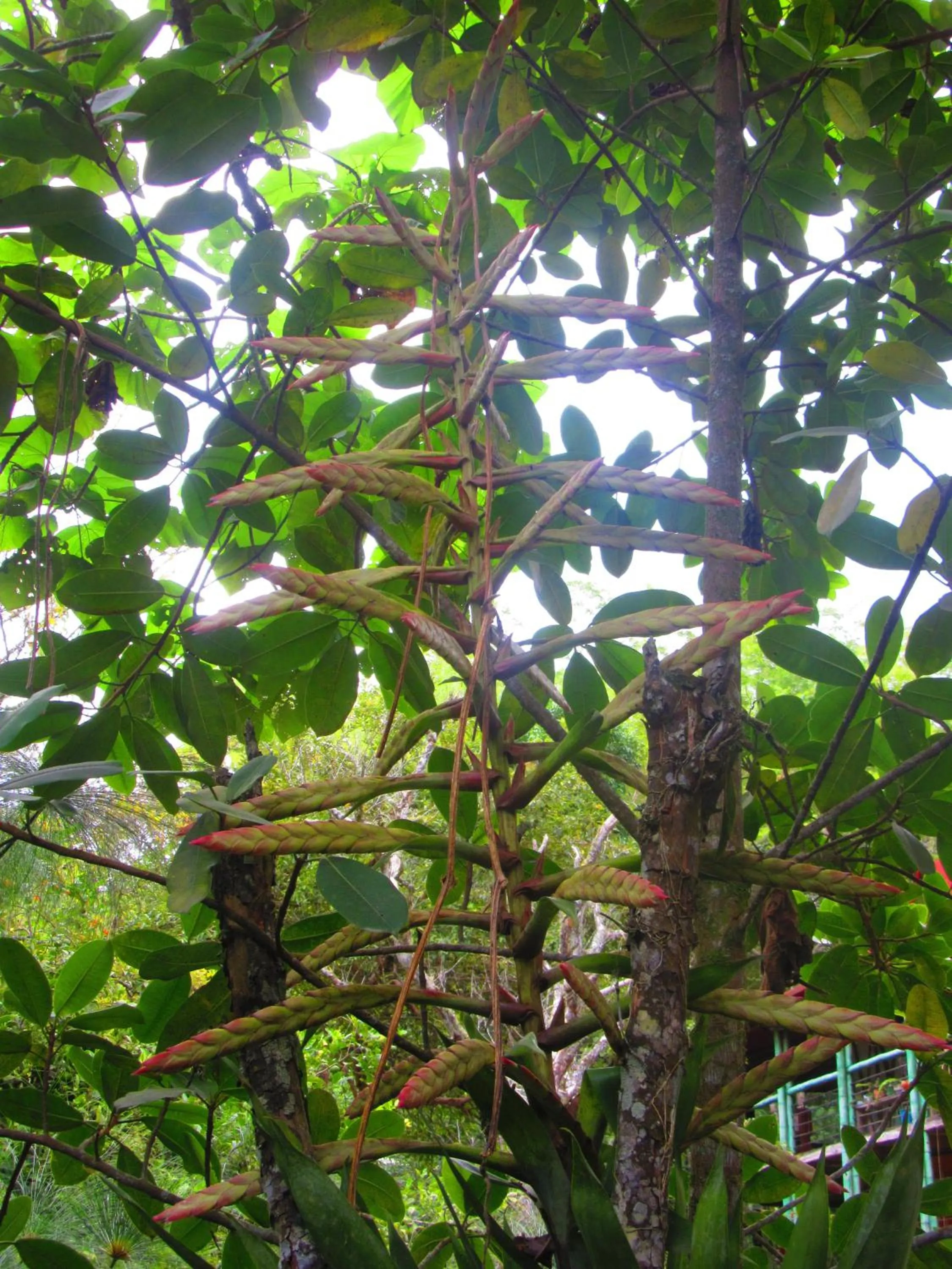 Garden in La Posada del Cucú